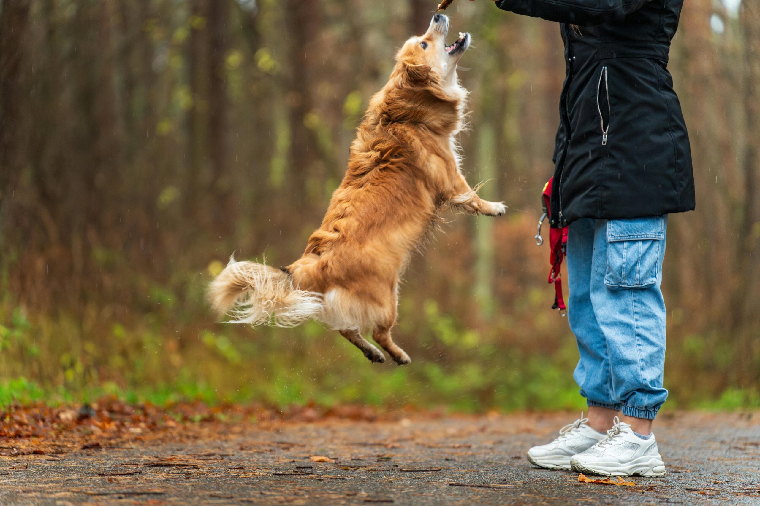 A golden retriever in a park learning to respond to a whistle during a hearing training session