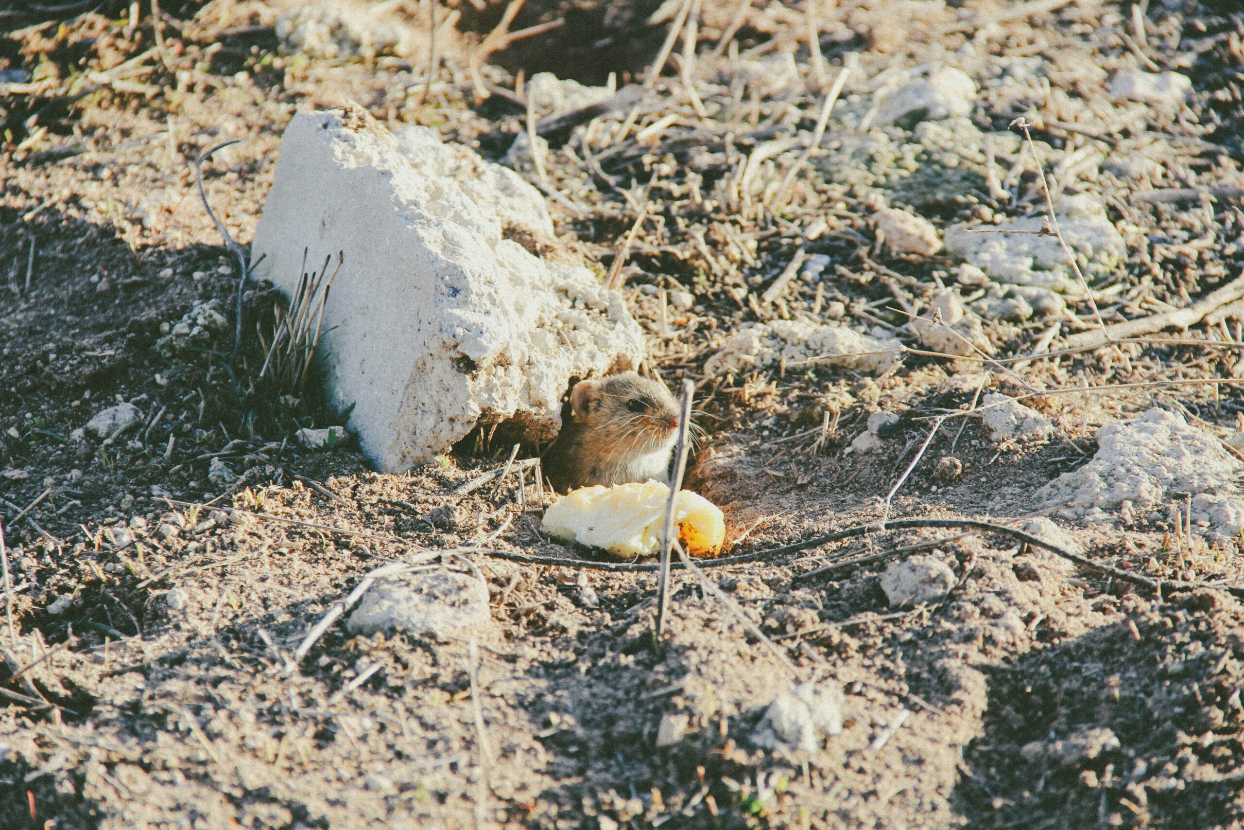 A golden retriever wagging its tail while wearing a vet cone collar.