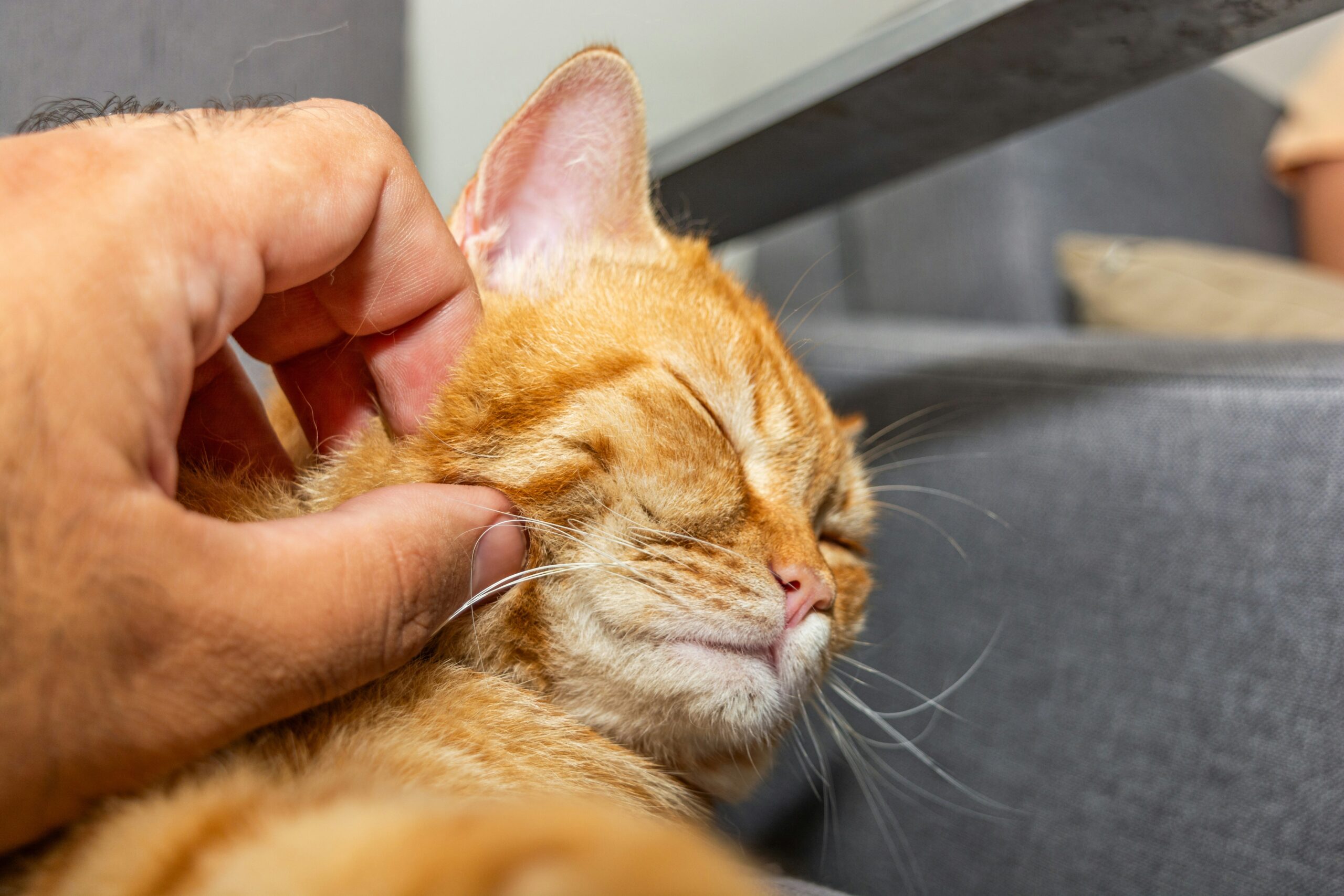 A veterinarian examining a cat's ear canal using specialized tools