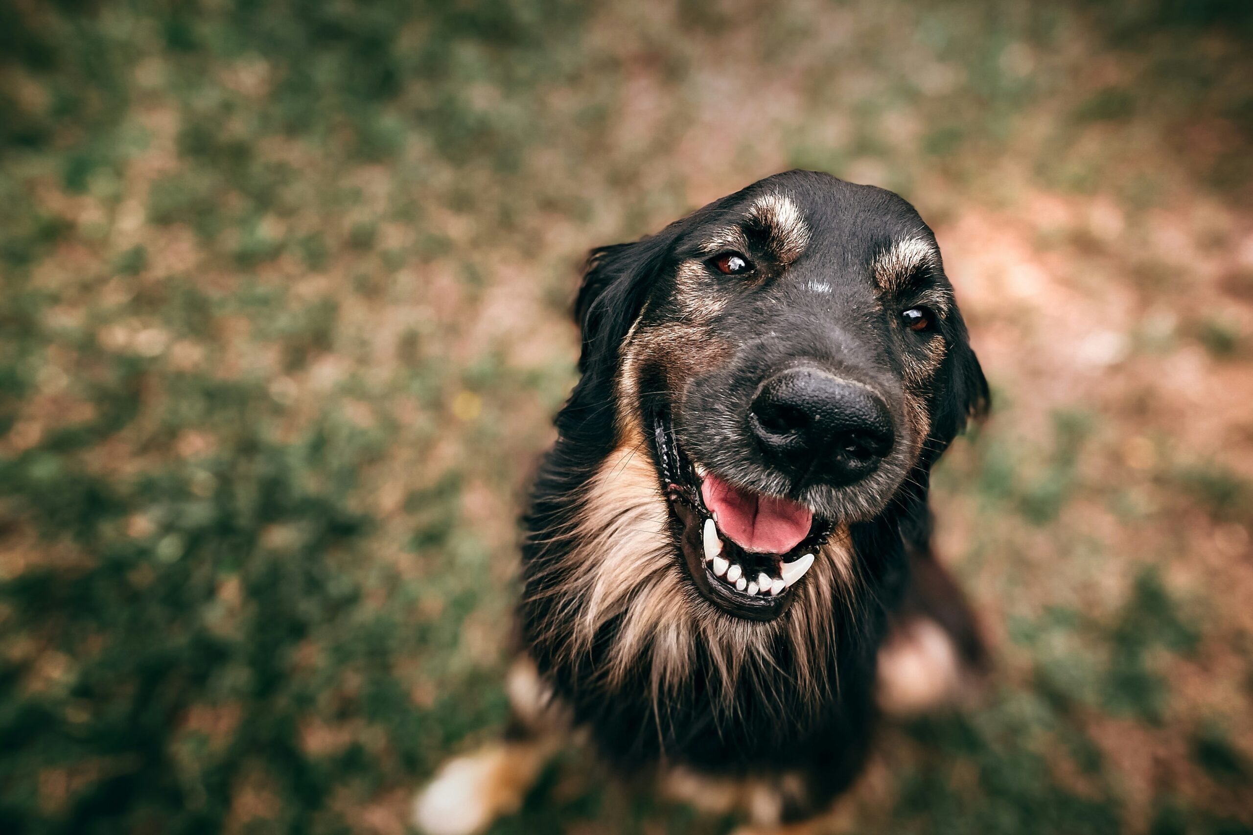 Beagle smiling after successful diagnosis