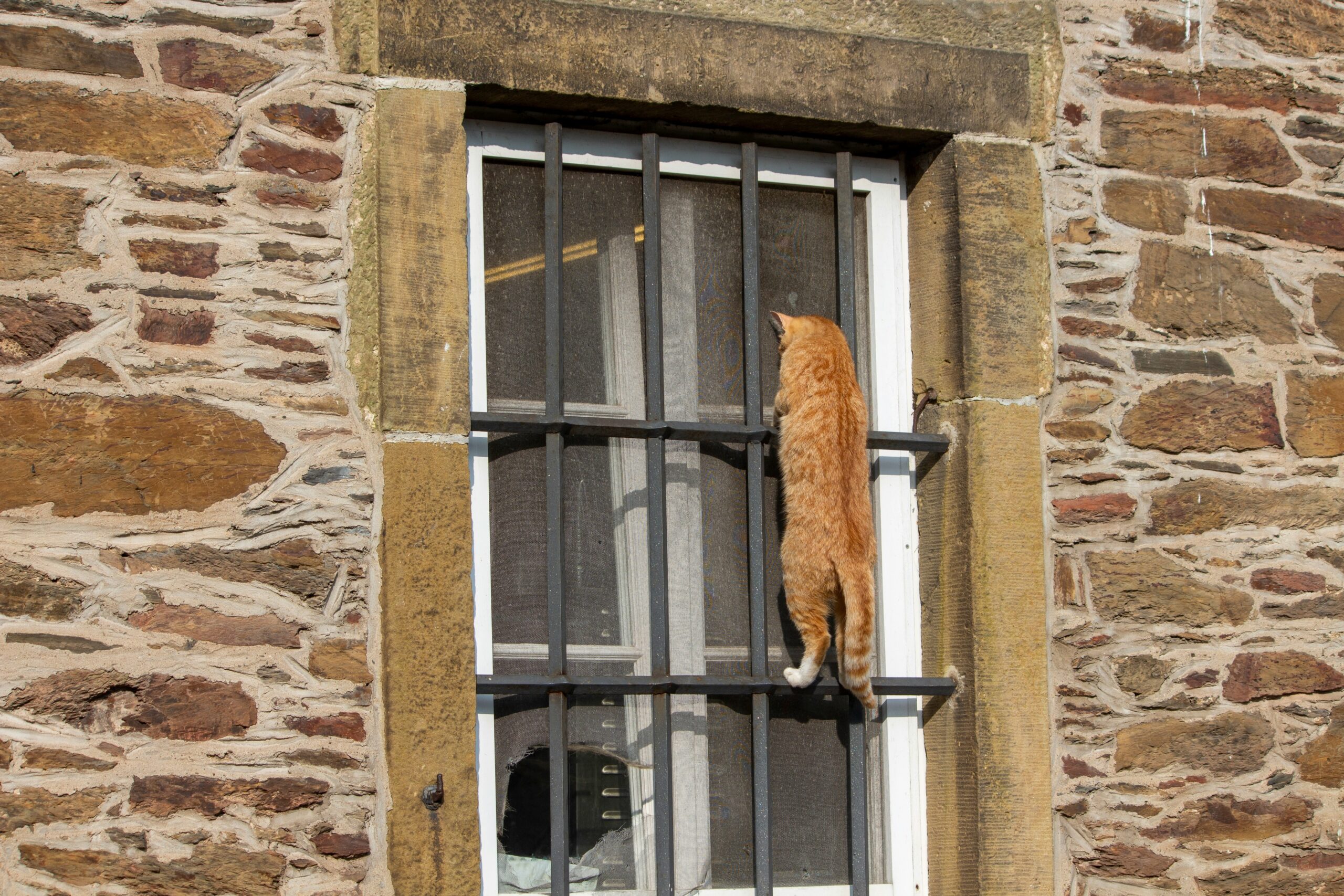 Cat playing near window after getting treatment for hearing loss
