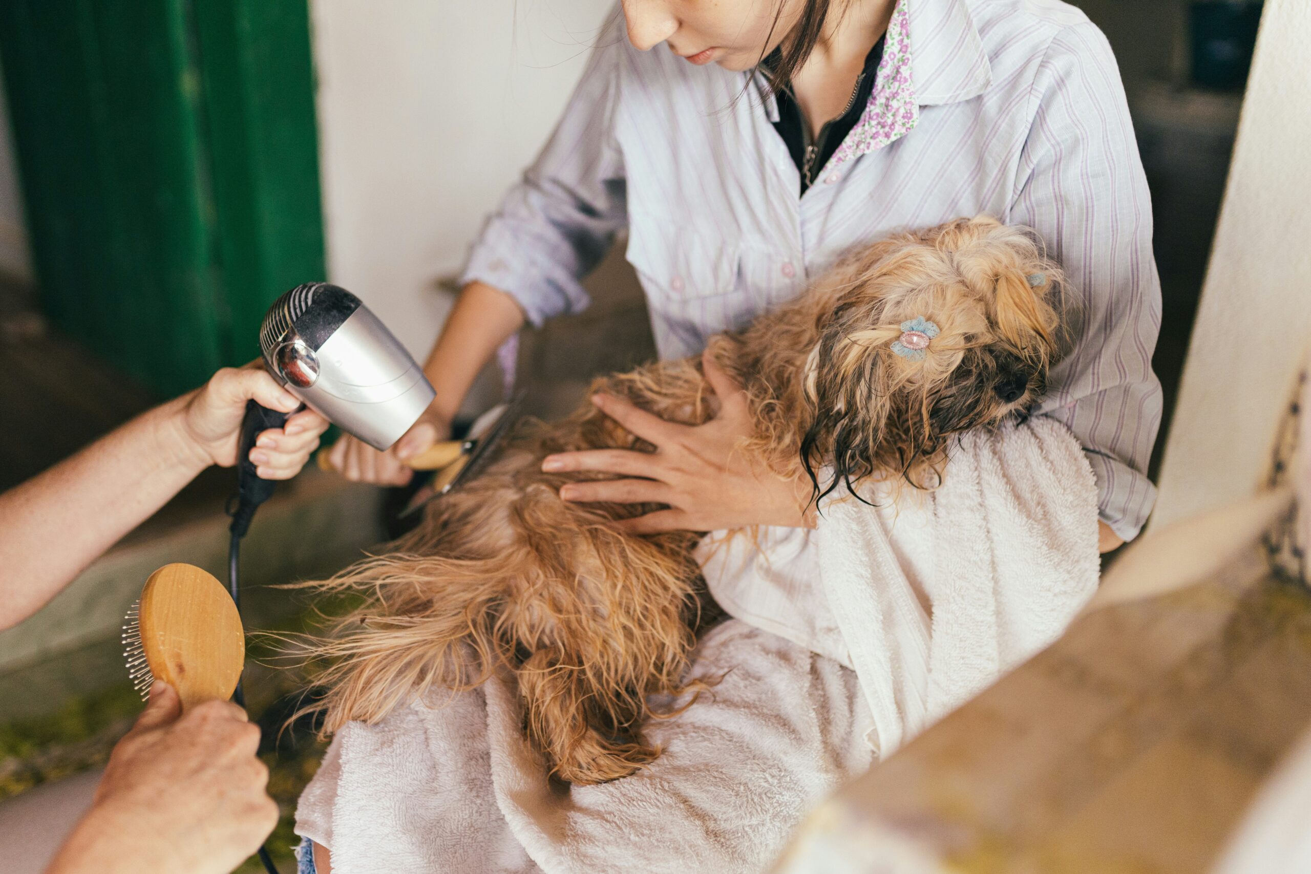 Close-up photo showing a veterinarian examining a senior dog's ear canal