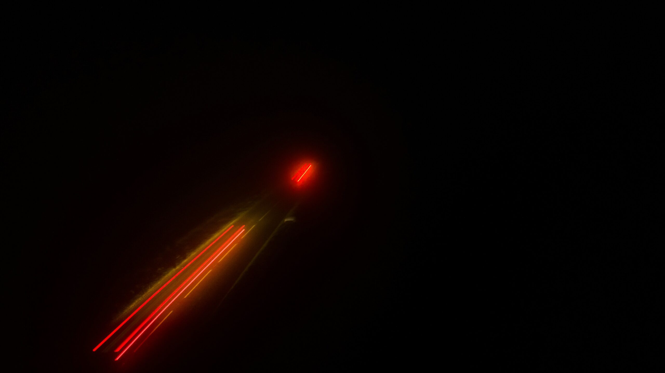 Cocker spaniel playing fetch using a laser pointer