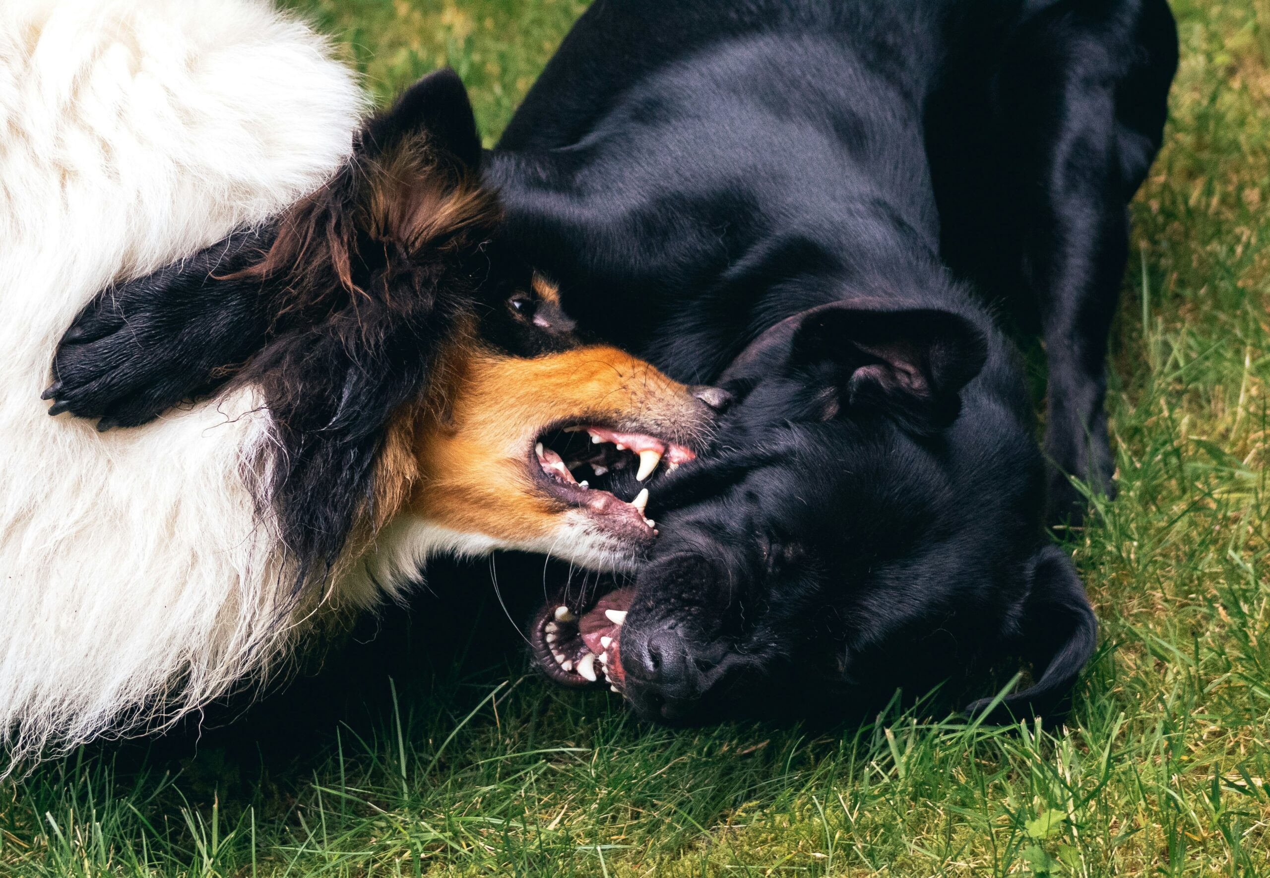 Comparison chart illustrating different pet insurance plans side-by-side