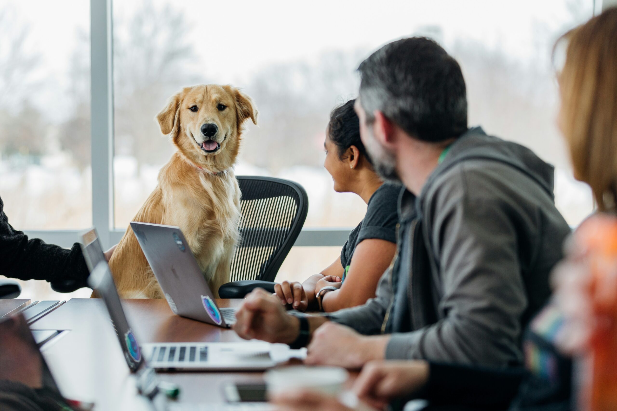 Comparison chart showing different pet insurance options
