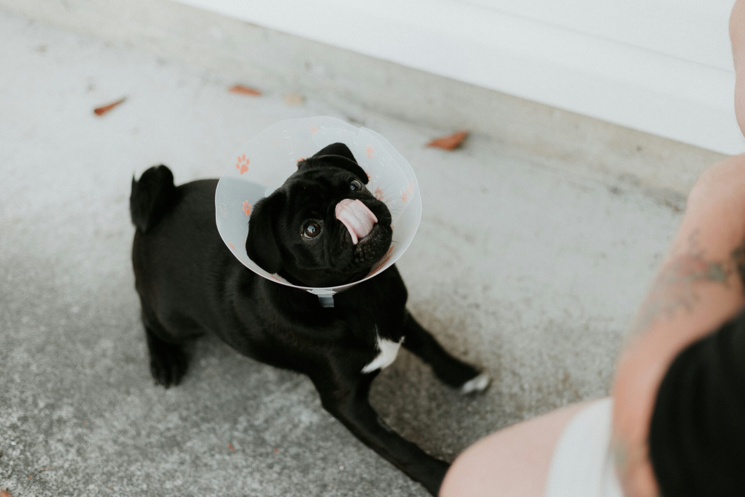 Deaf dog wearing a cone sitting next to their owner