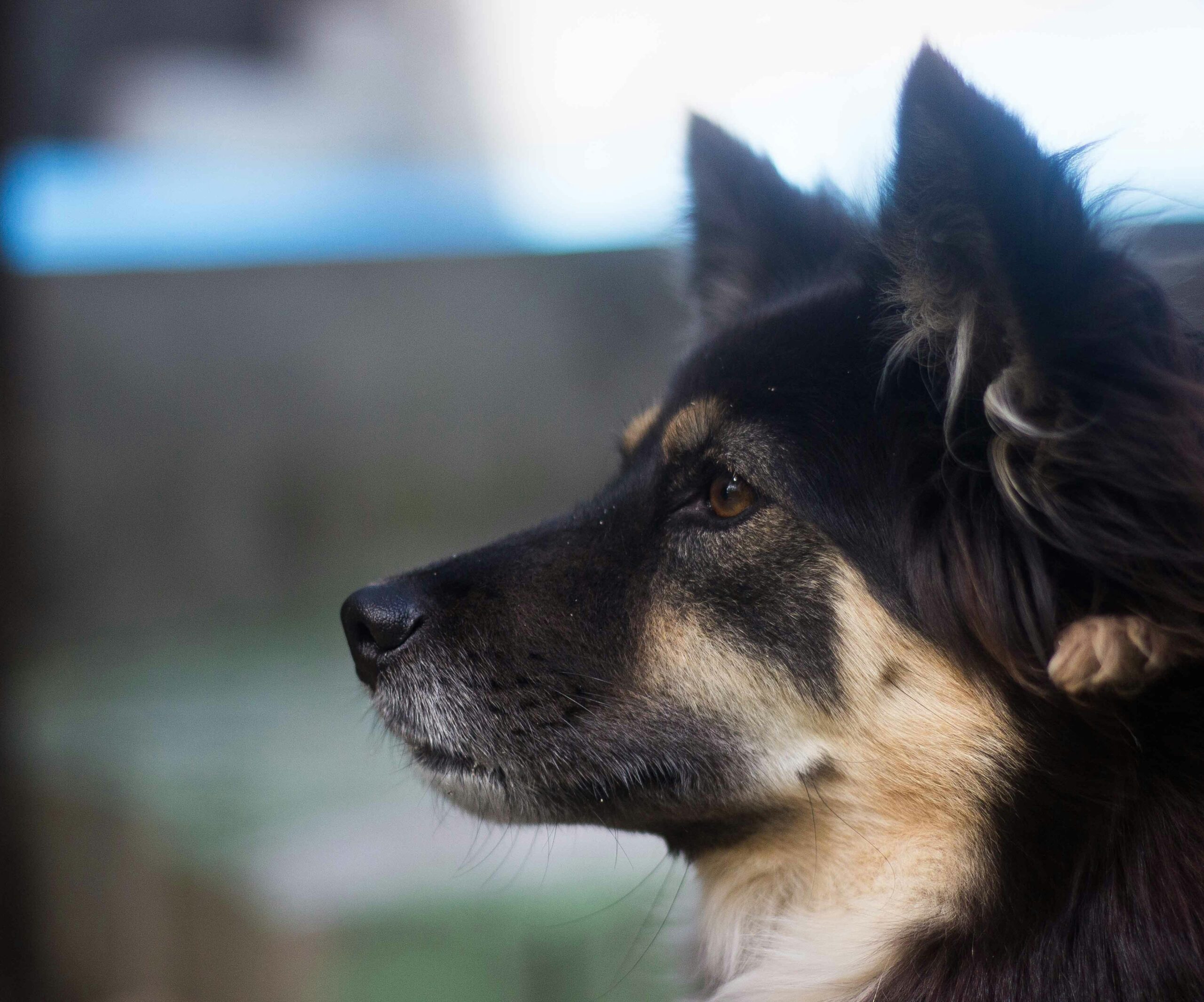 Dog wearing invisible hearing aid being checked by a veterinarian