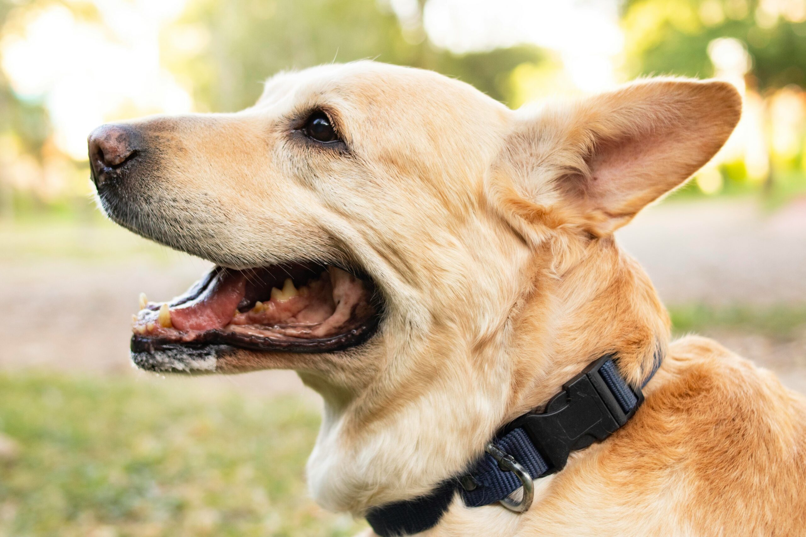 Happy dog wearing special hearing aid accessory