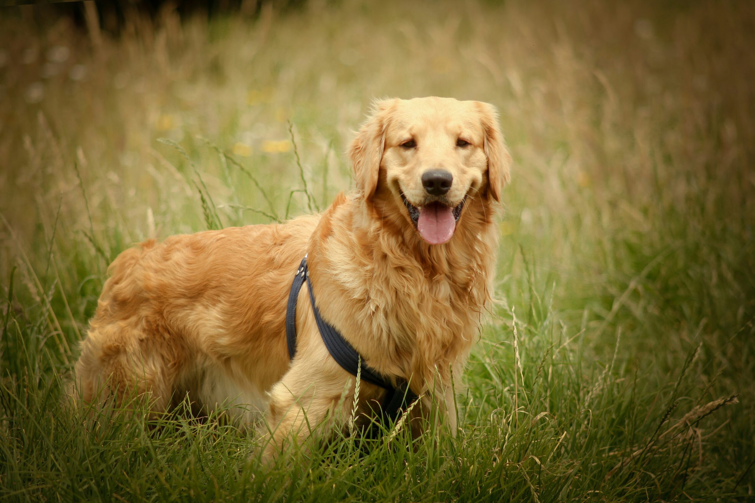 Happy golden retriever wearing custom-fitted hearing aid playing fetch outdoors
