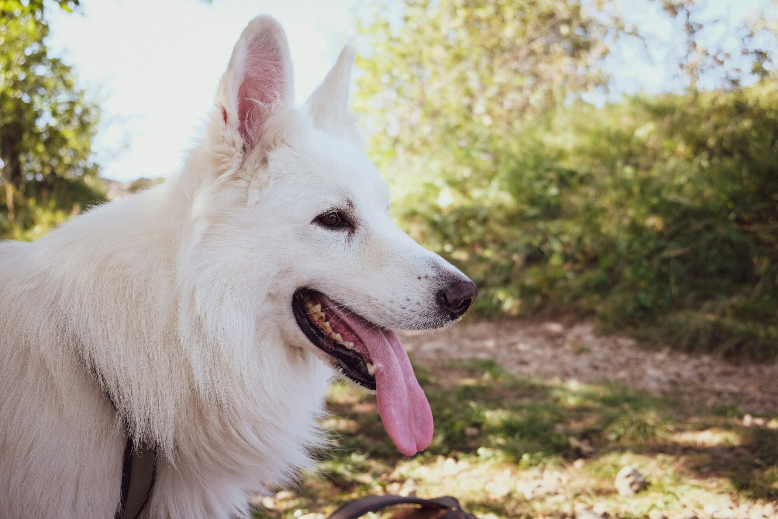Happy husky named Luna posing outdoors after successful treatment