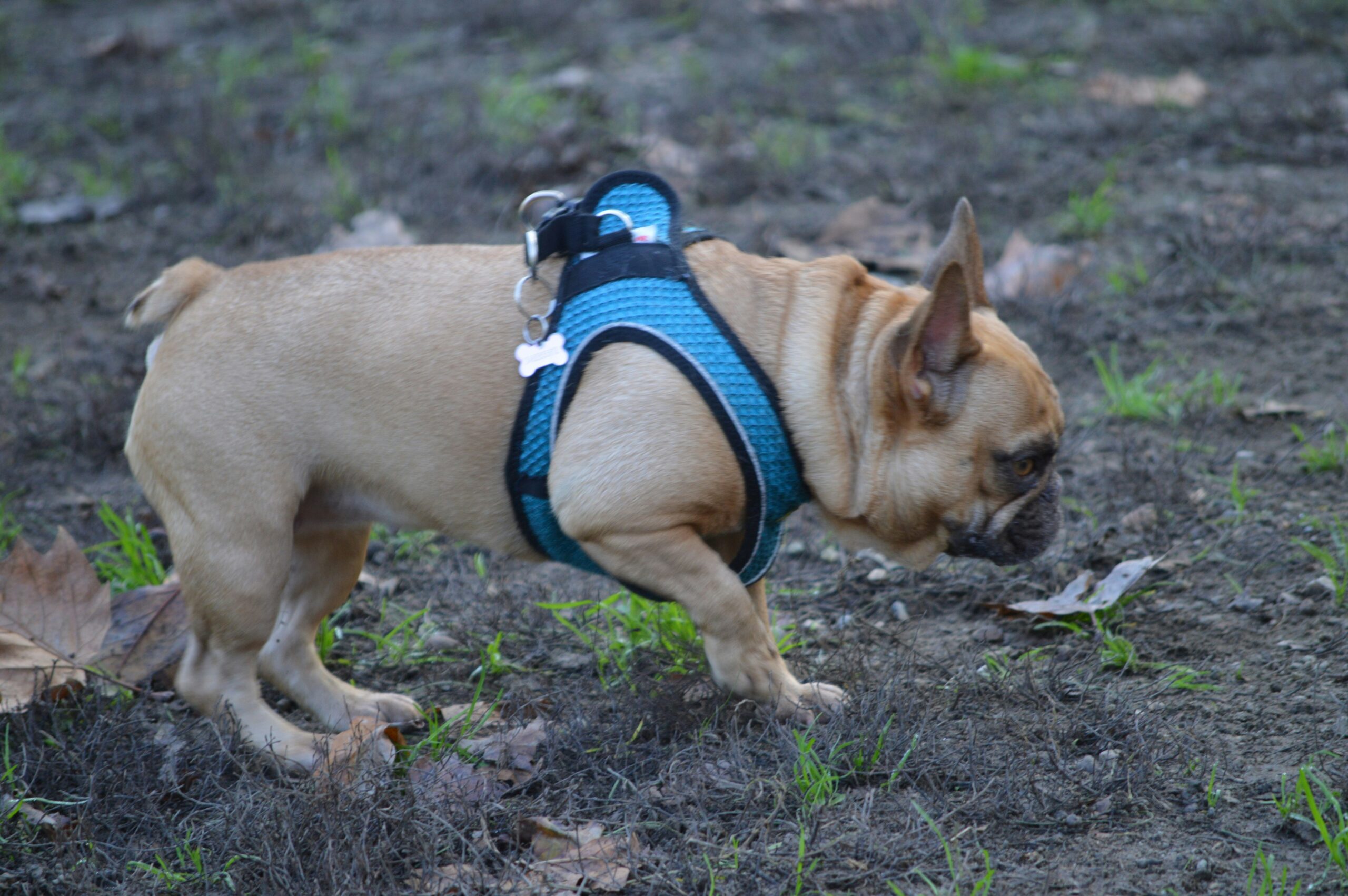 Senior dog wearing a vibrating collar during training session