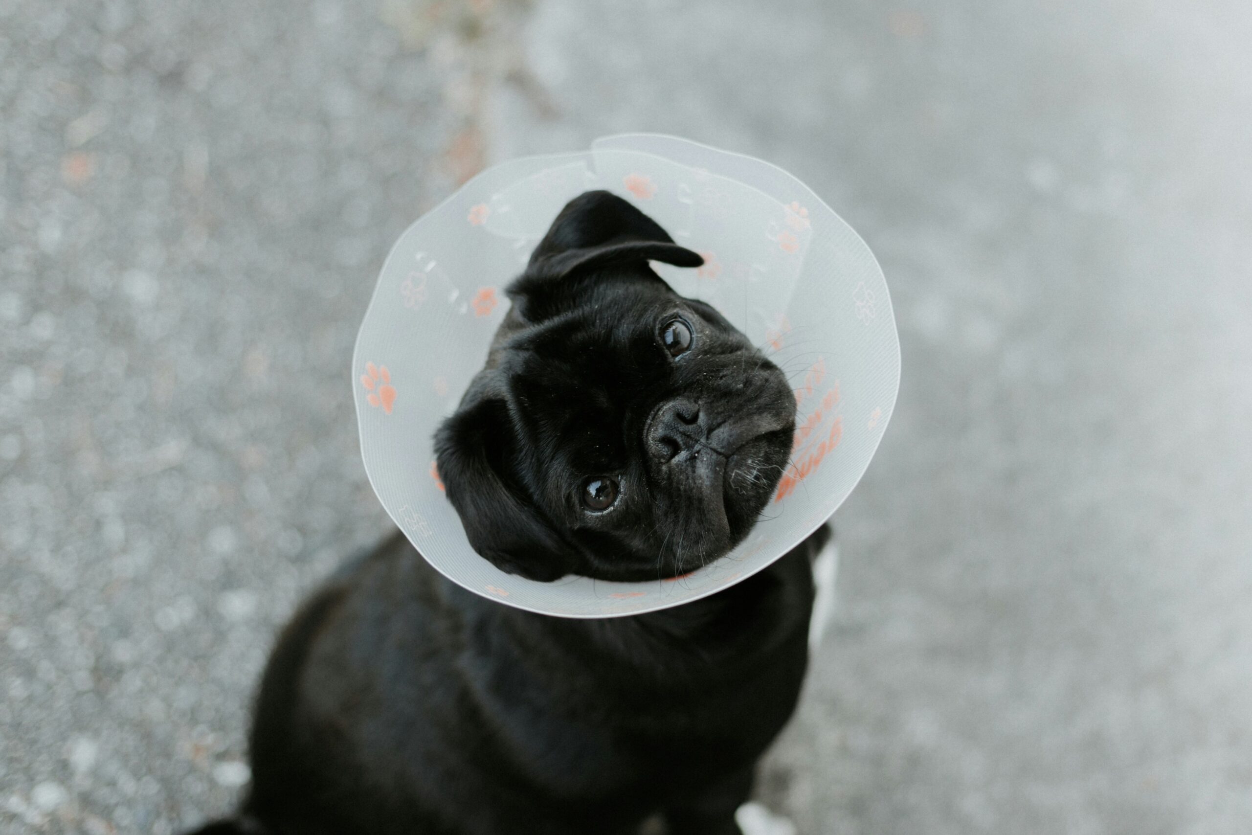 Vet holding a stethoscope near a happy dog
