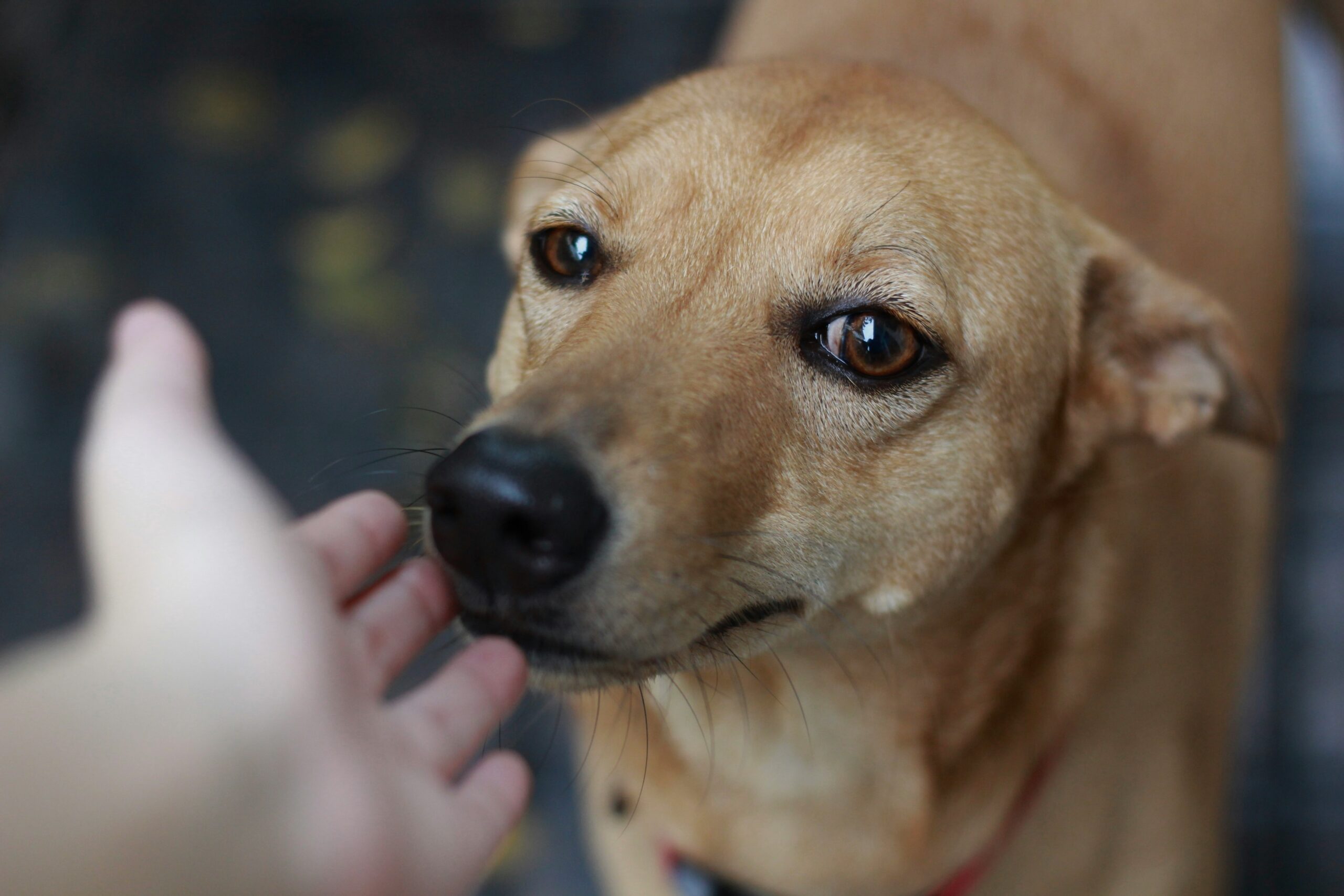 Veterinarian conducting a hearing test on a dog using auditory stimuli