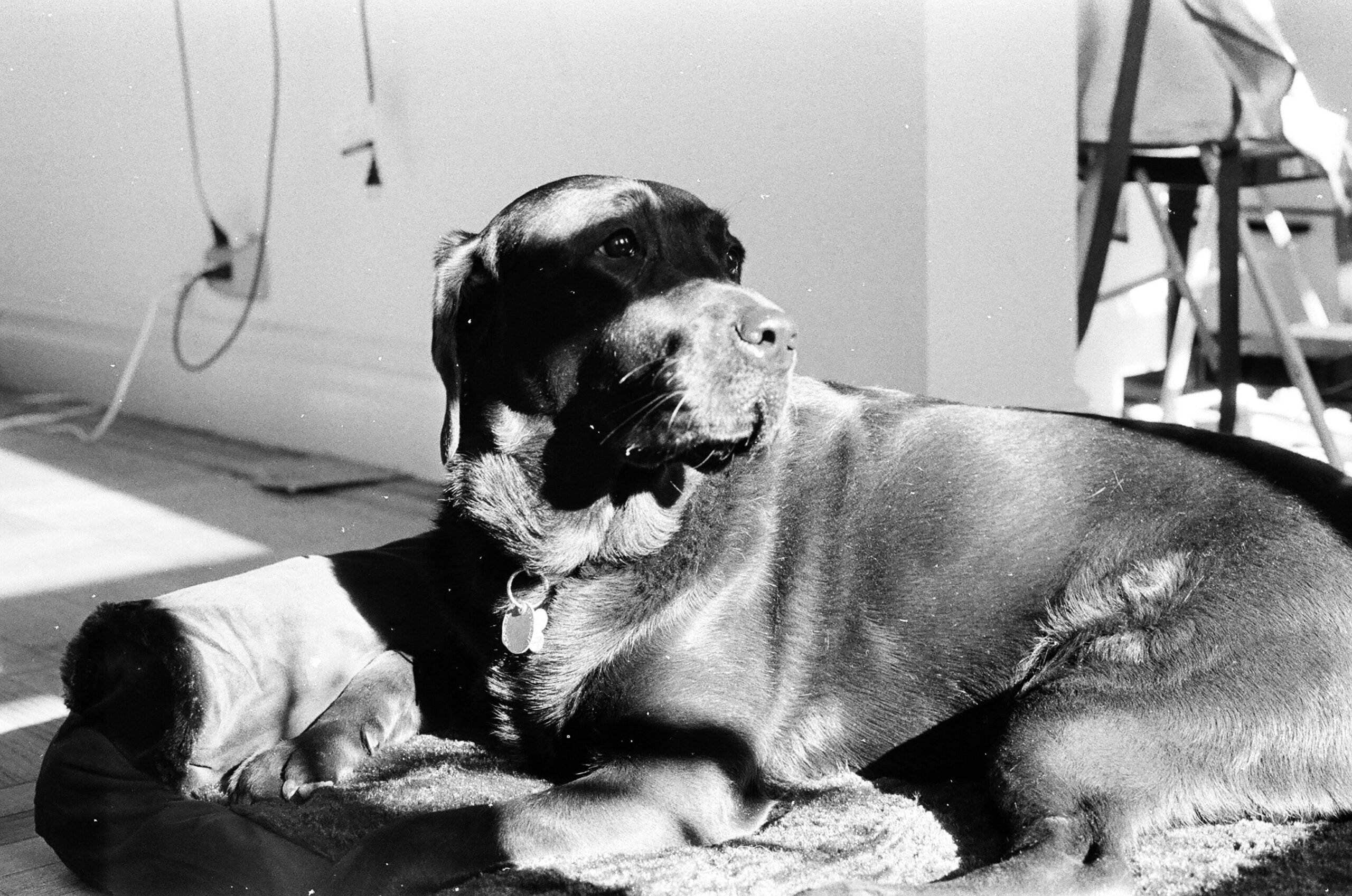Vet performing a hearing test on a dog