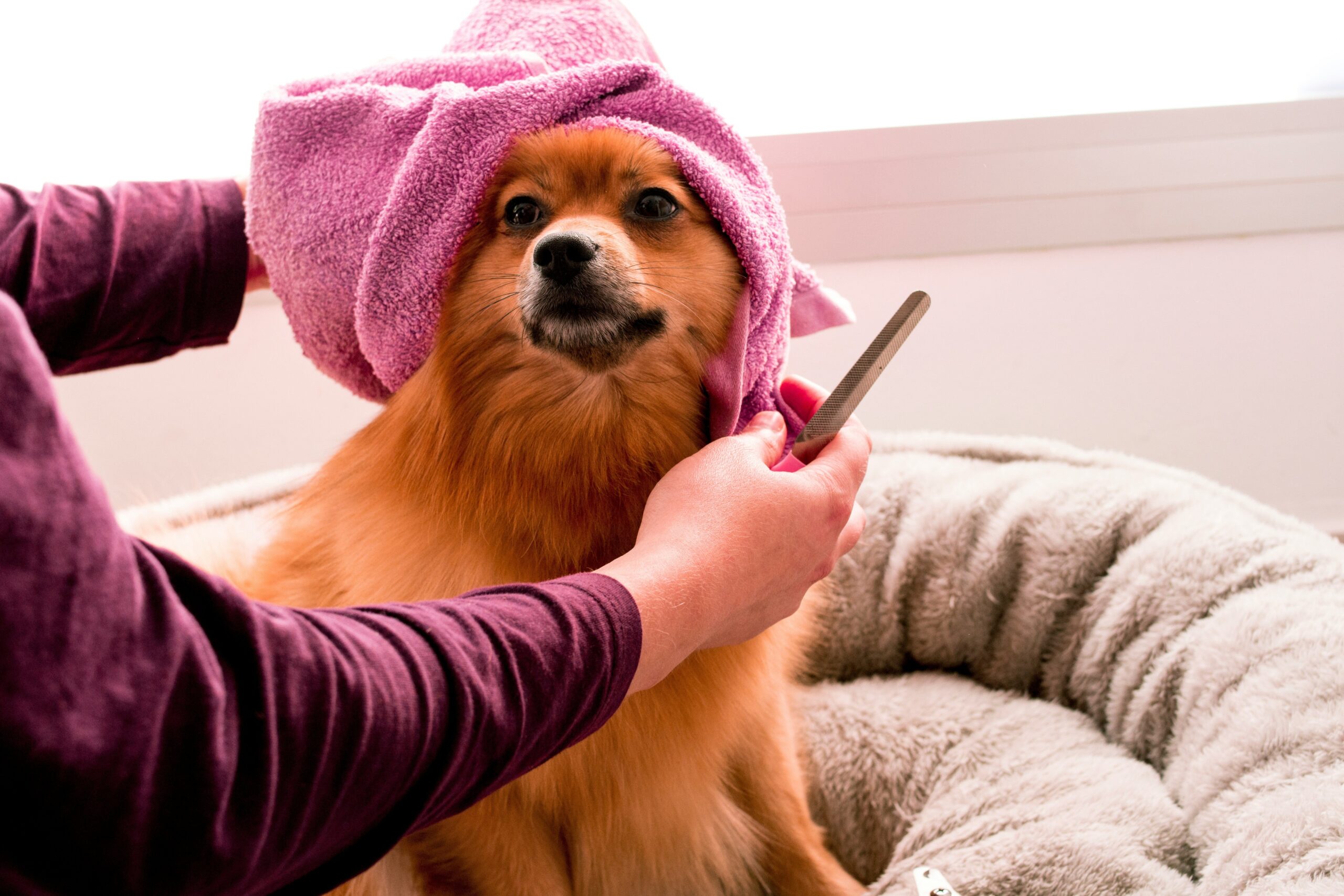 A bar chart comparing three major pet insurers based on coverage for training-related expenses