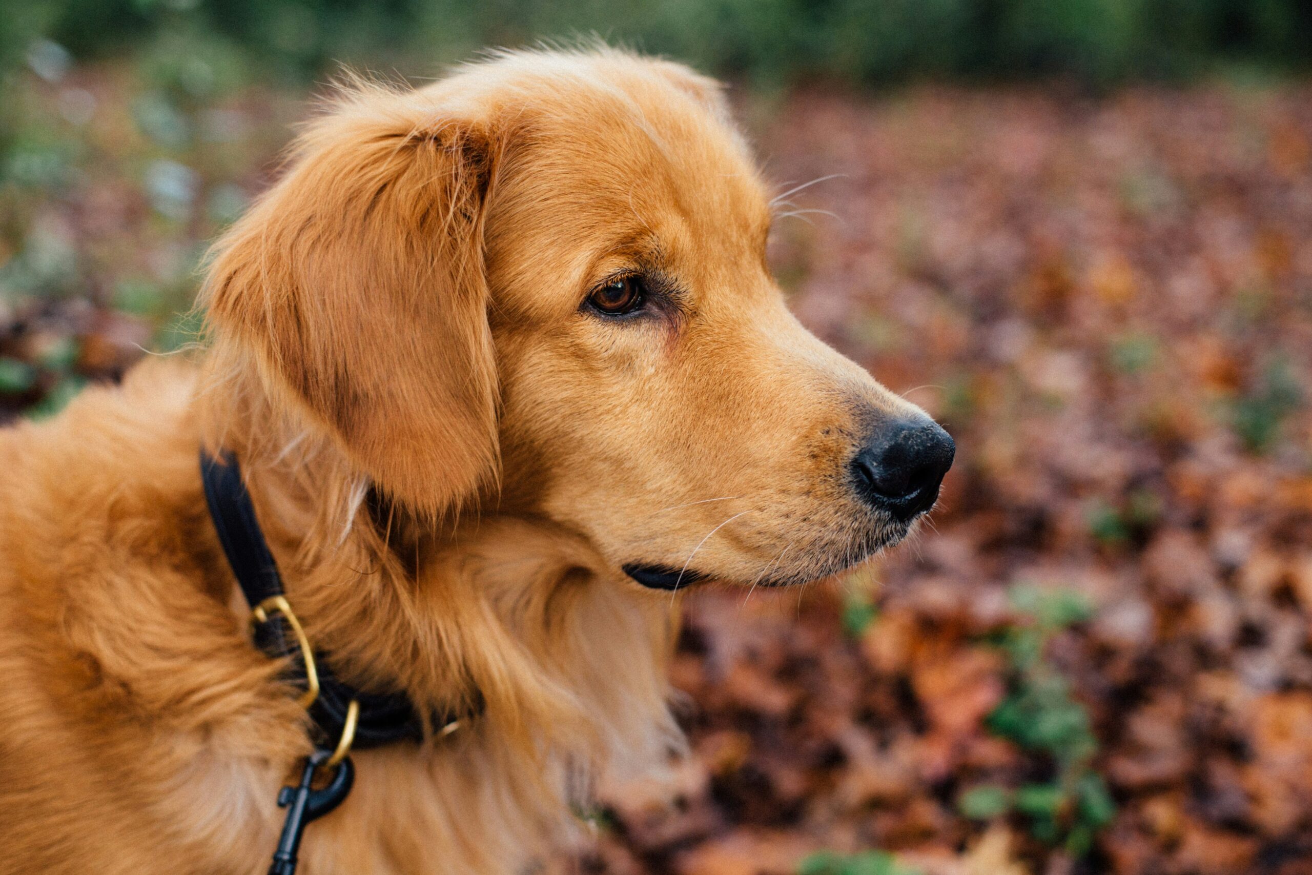 A bar chart showing the percentage of senior pets affected by hearing loss