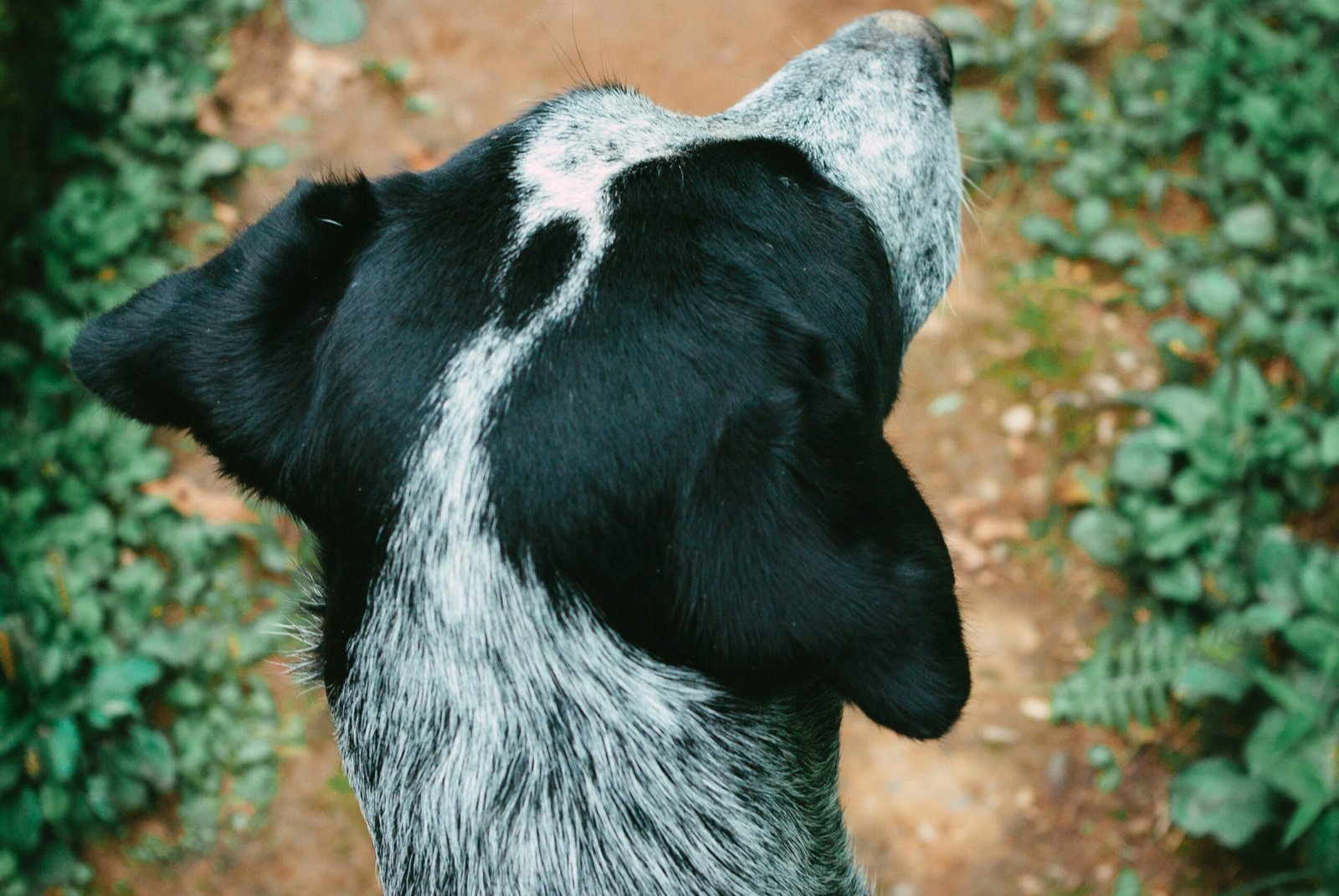 A close-up shot of medical documents related to pet insurance coverage.