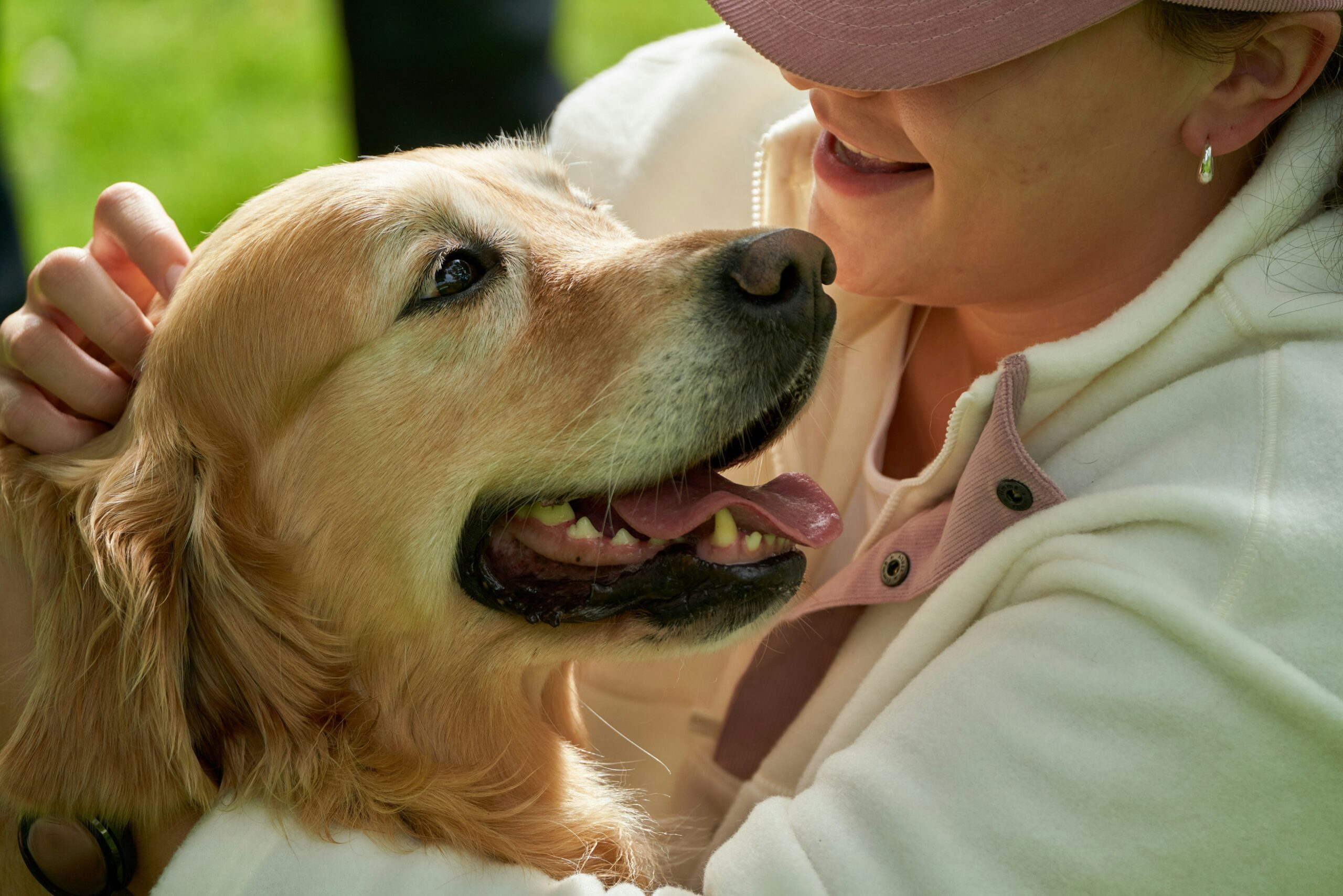 A comparison chart showing different pet insurance plans and prices