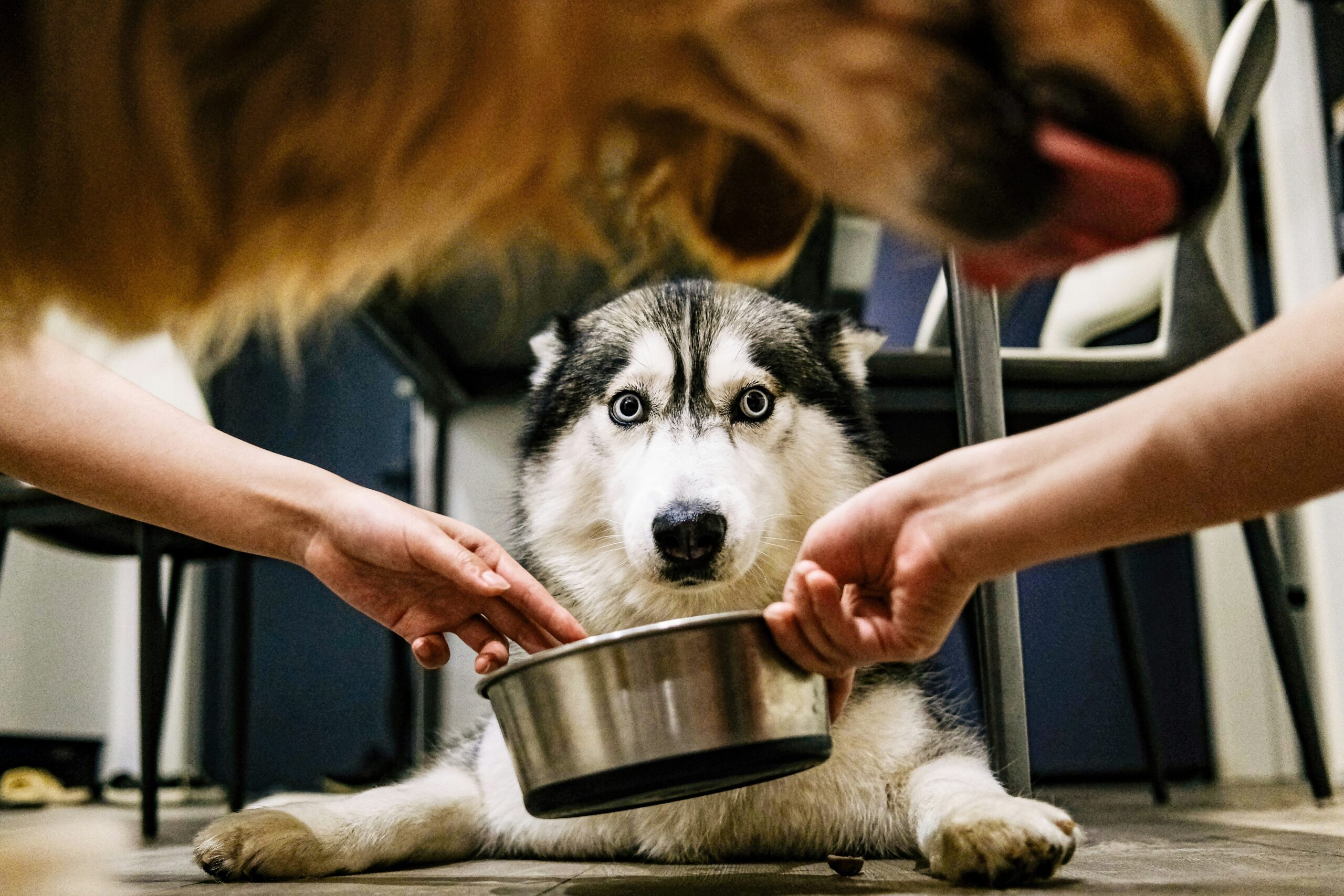 A veterinarian checking a dog's ear health