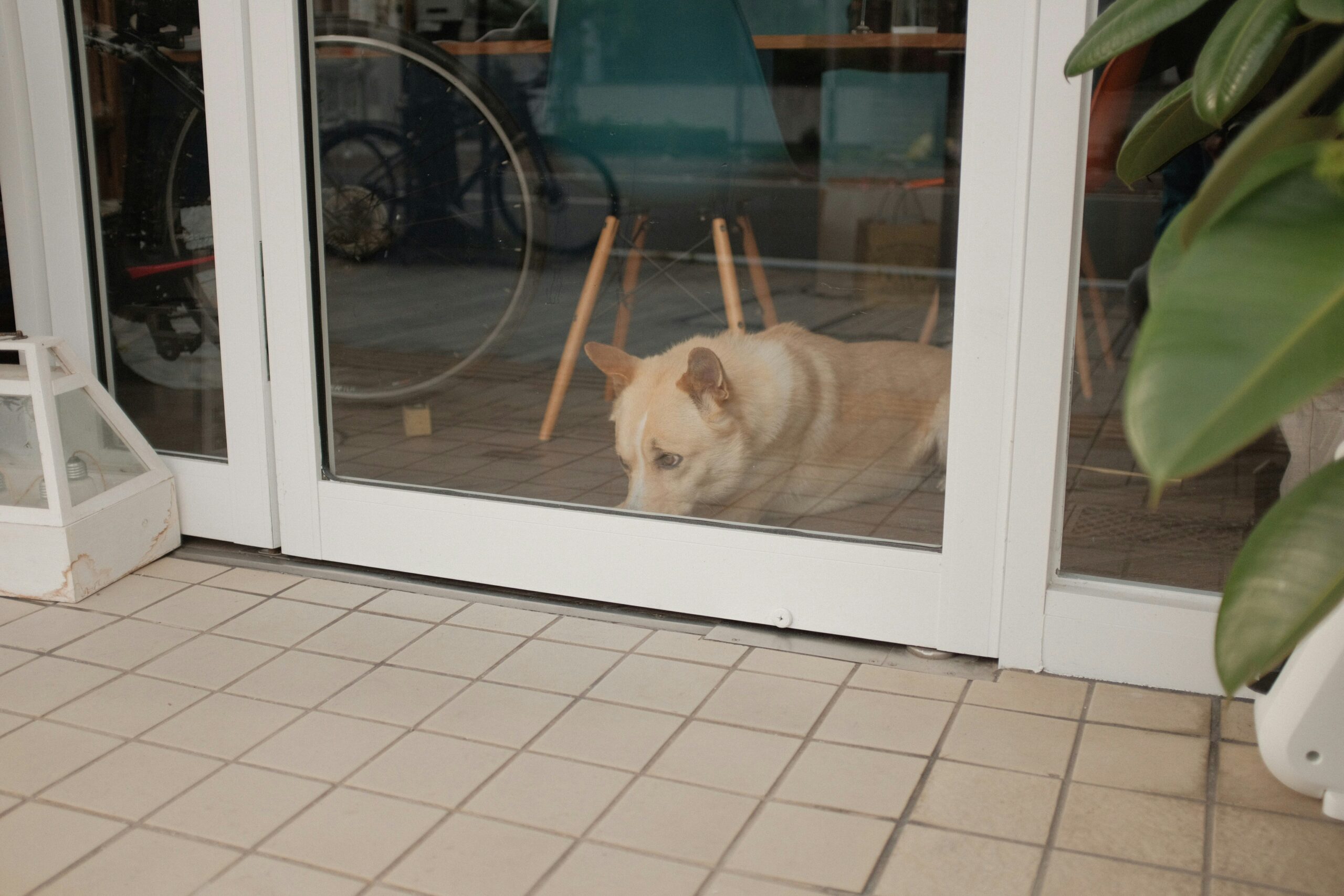 A veterinarian performing a hearing test on a dog using specialized equipment.