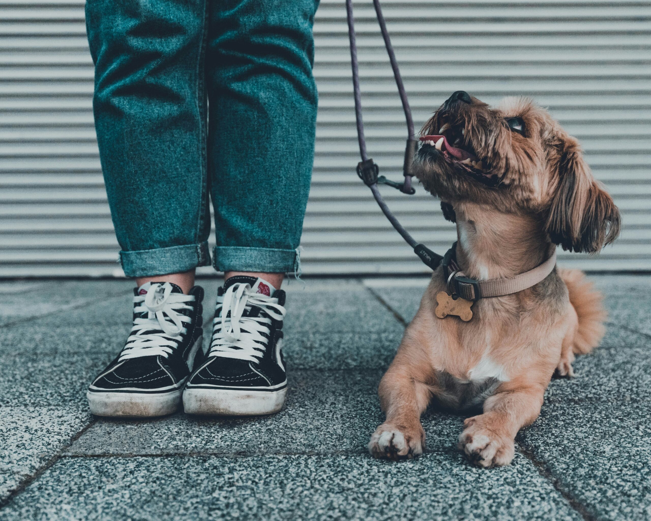 Bar chart showing average cost ranges for pet hearing training across different regions