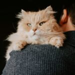 Cat Hearing Diagnostic Coverage: What You Need to Know Before It's Too Late