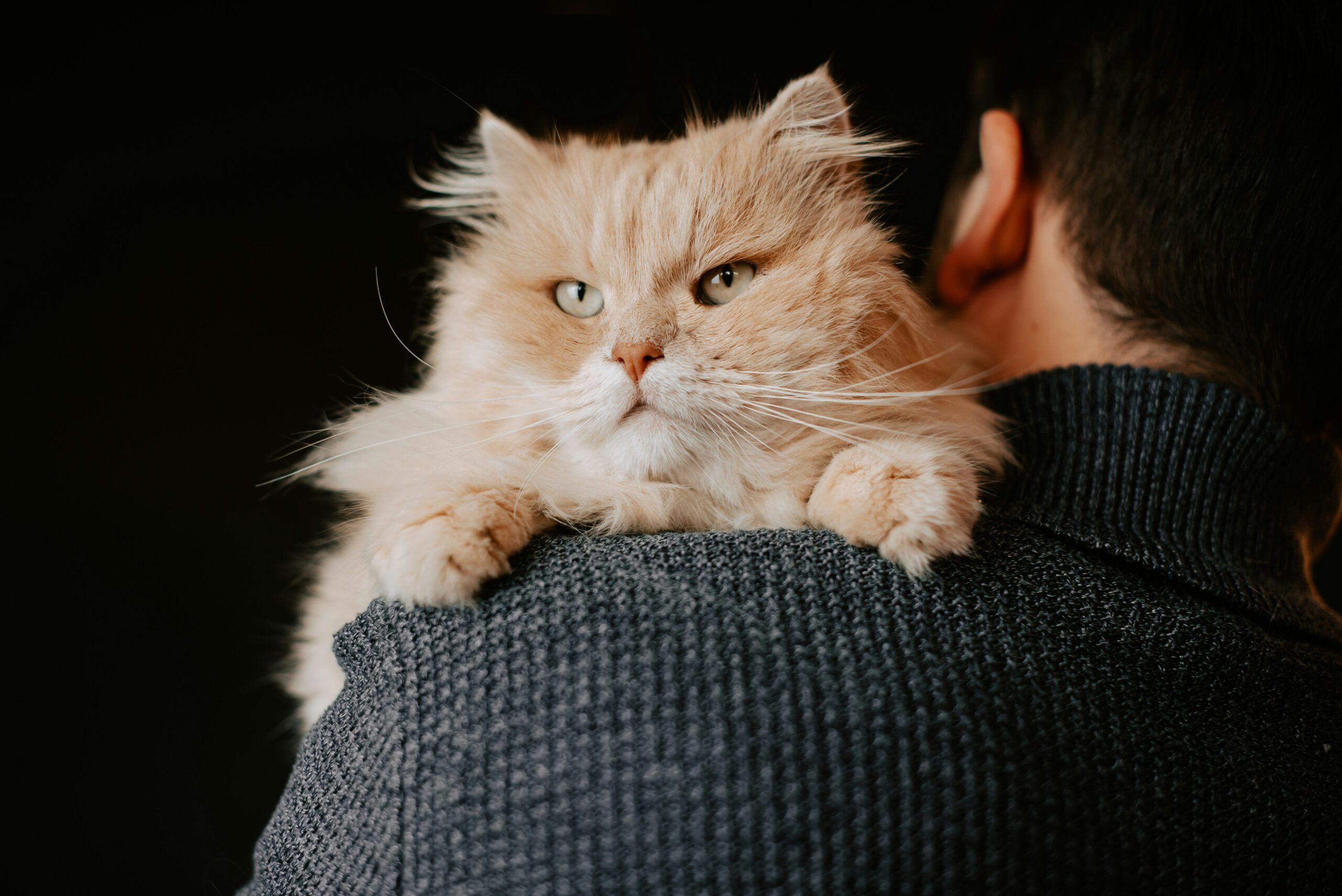 Cat Hearing Diagnostic Coverage: What You Need to Know Before It's Too Late