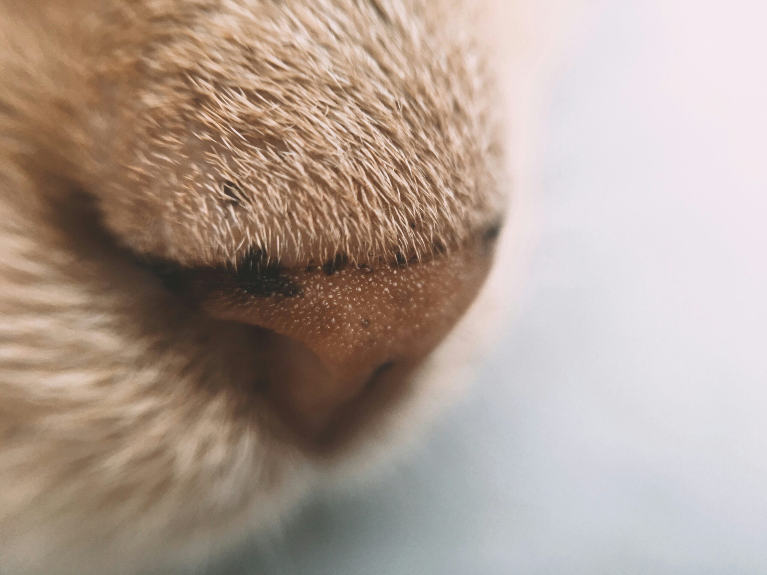 Chart showing prevalence of hearing loss in cats by age group