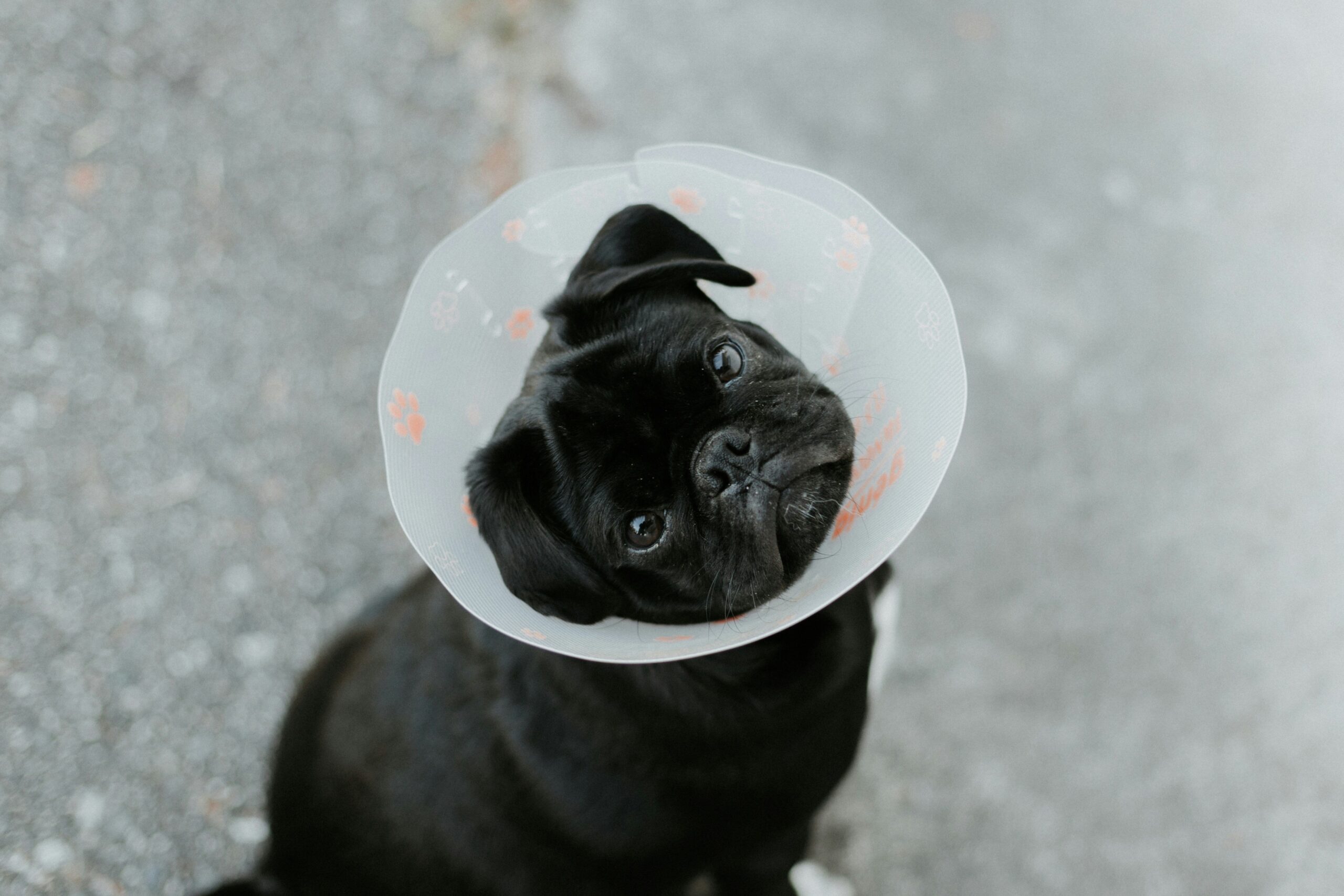 Comparison chart showing different pet insurance plans side by side