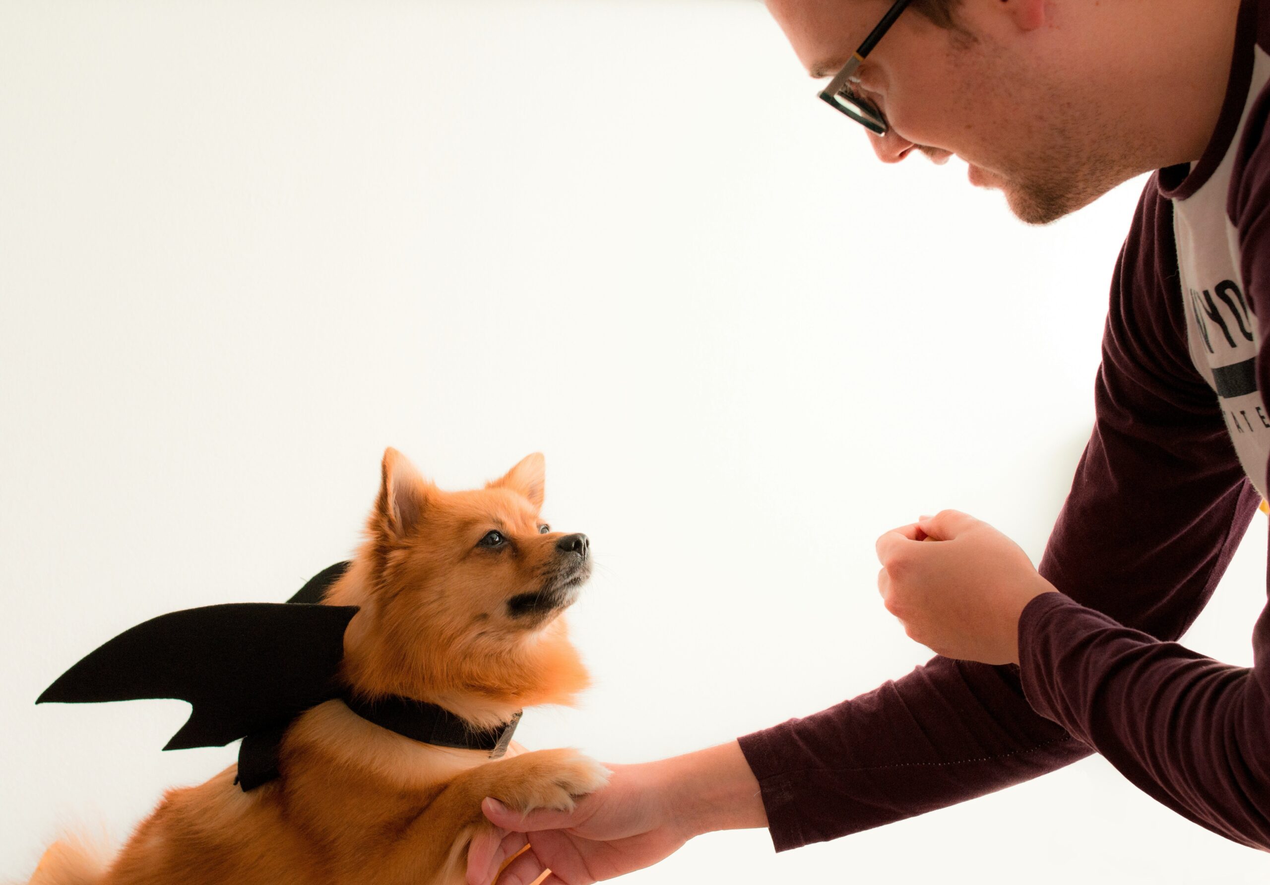 Dog Hearing Aid Insurance: What Every Pet Owner Needs To Know (And Why It Matters)