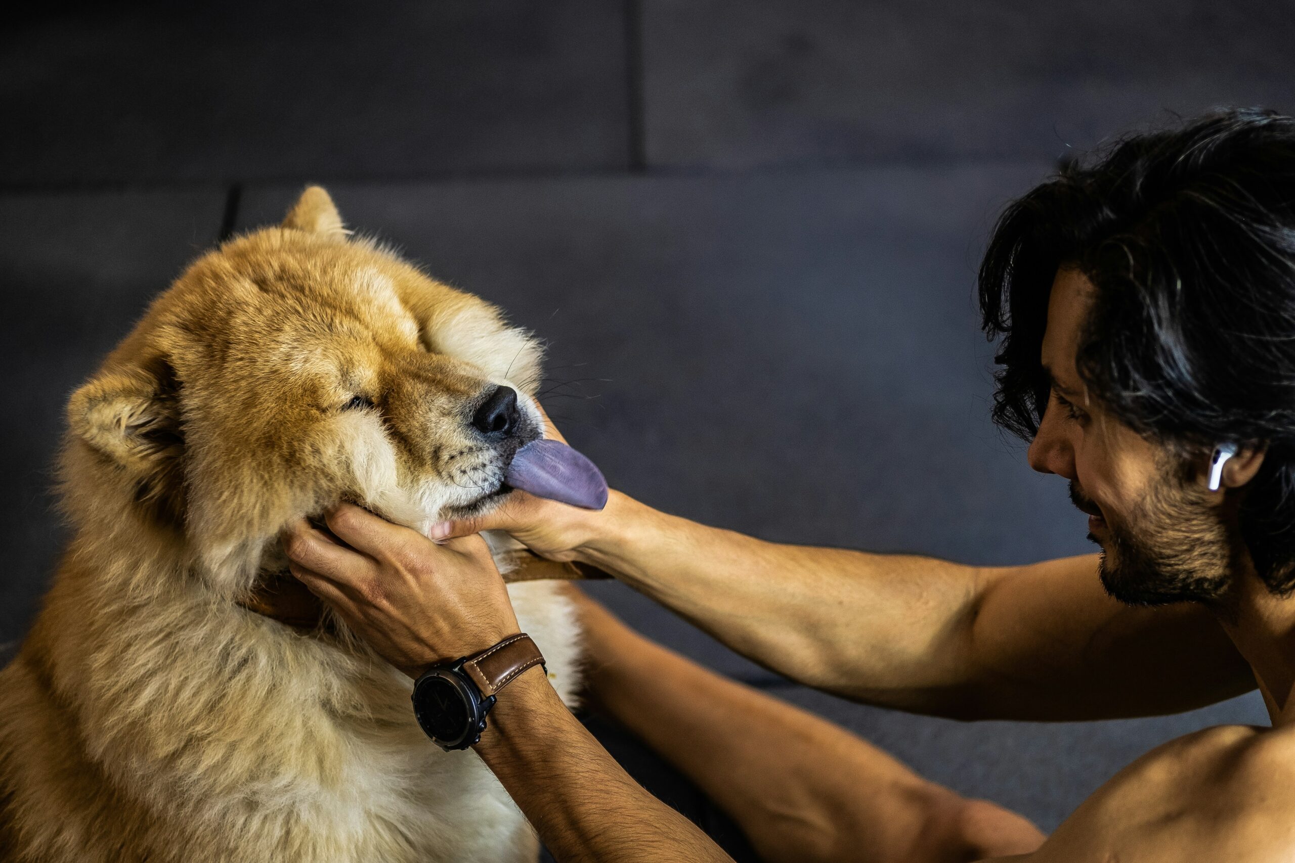 dog with hearing aid