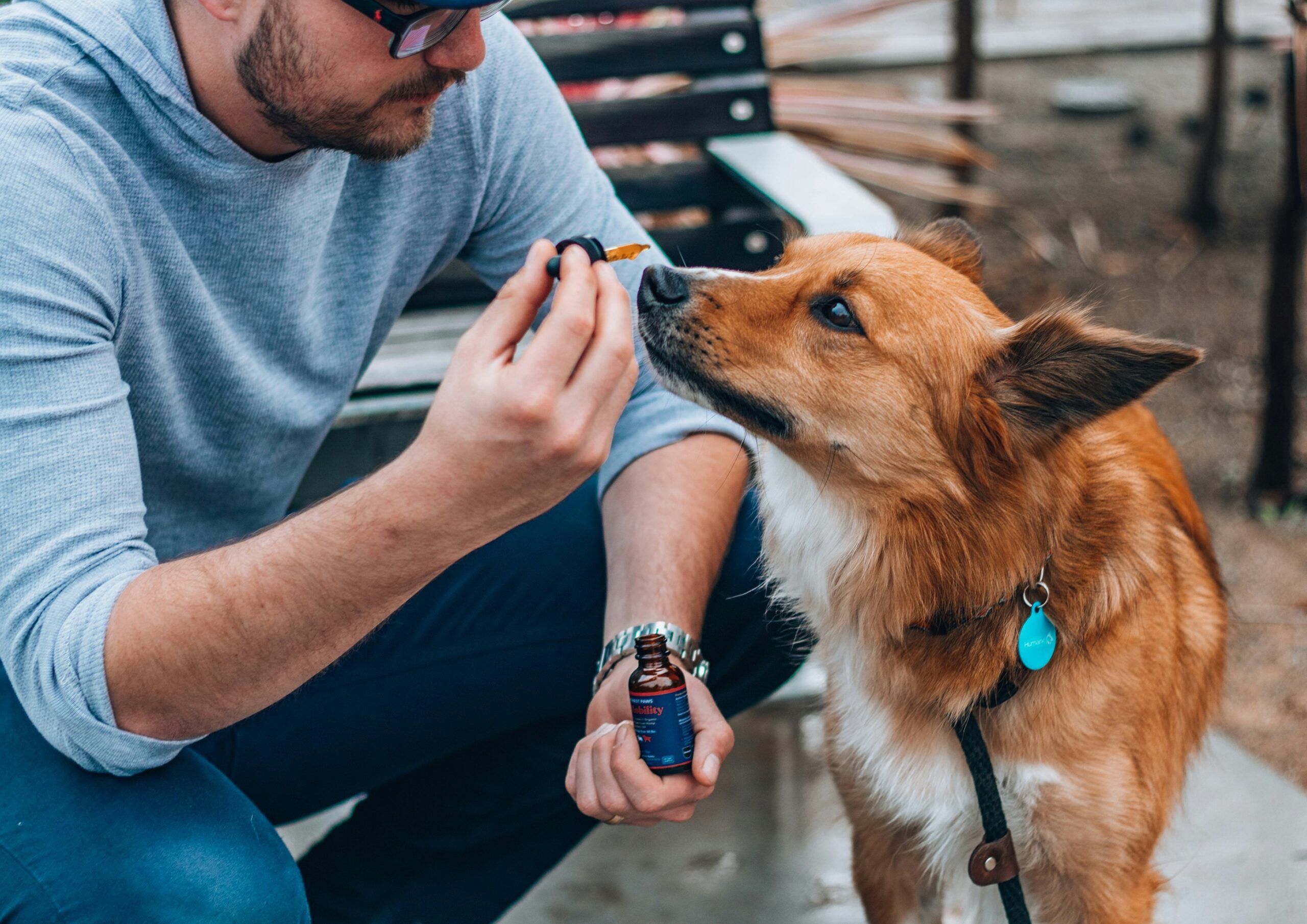 dog with hearing aid
