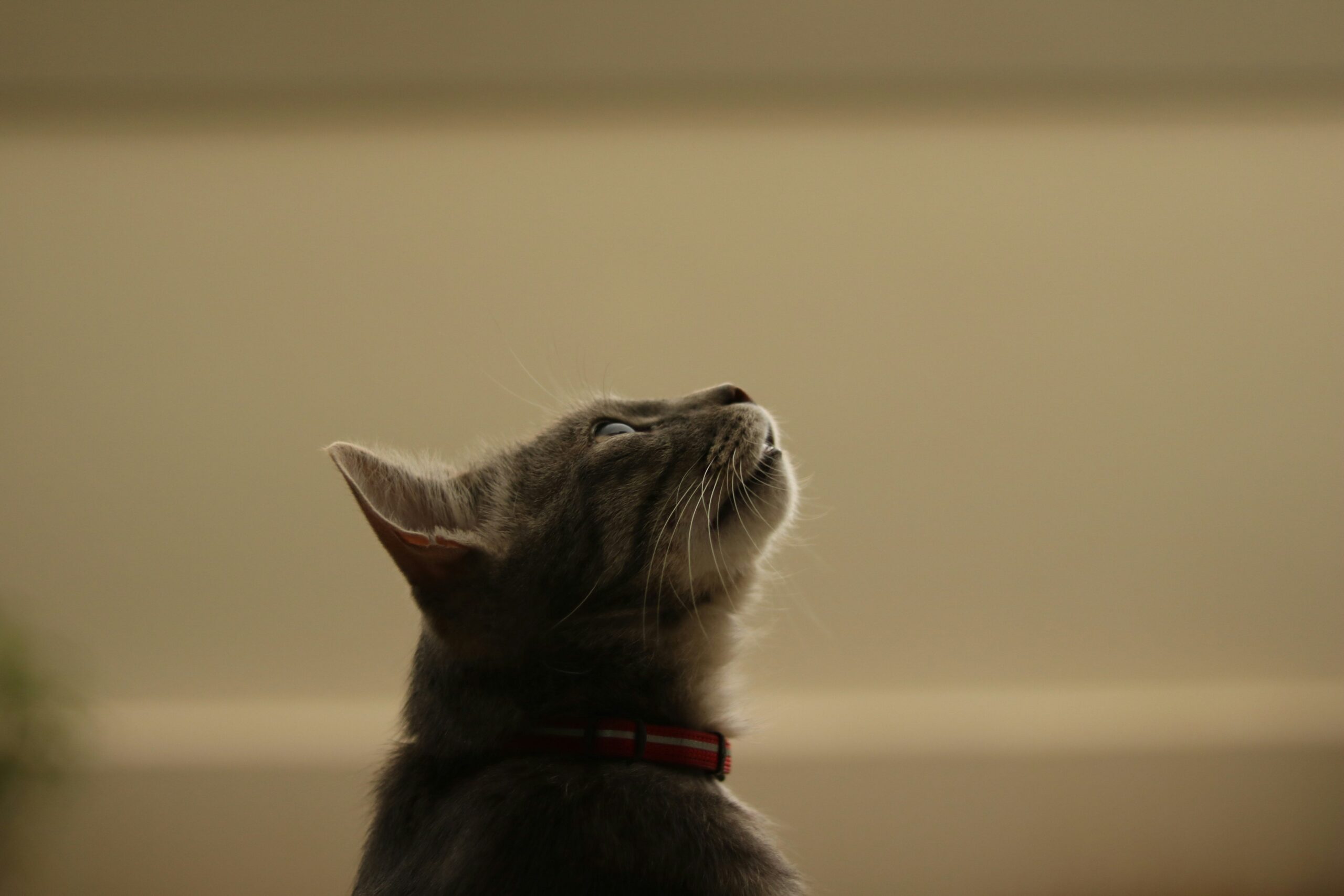 Happy cat playing with toy after successful treatment