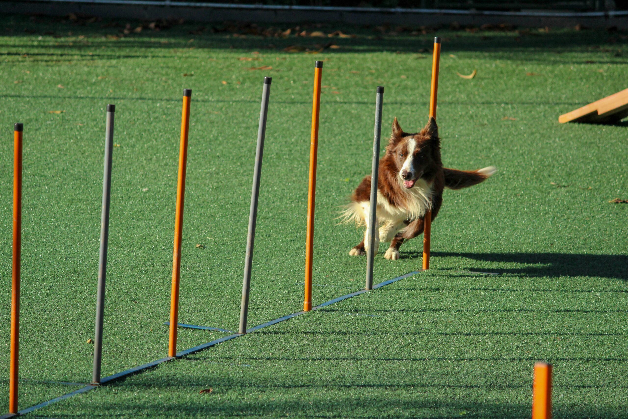 How Much Do Pet Insurance Training Costs Really Impact Your Budget?