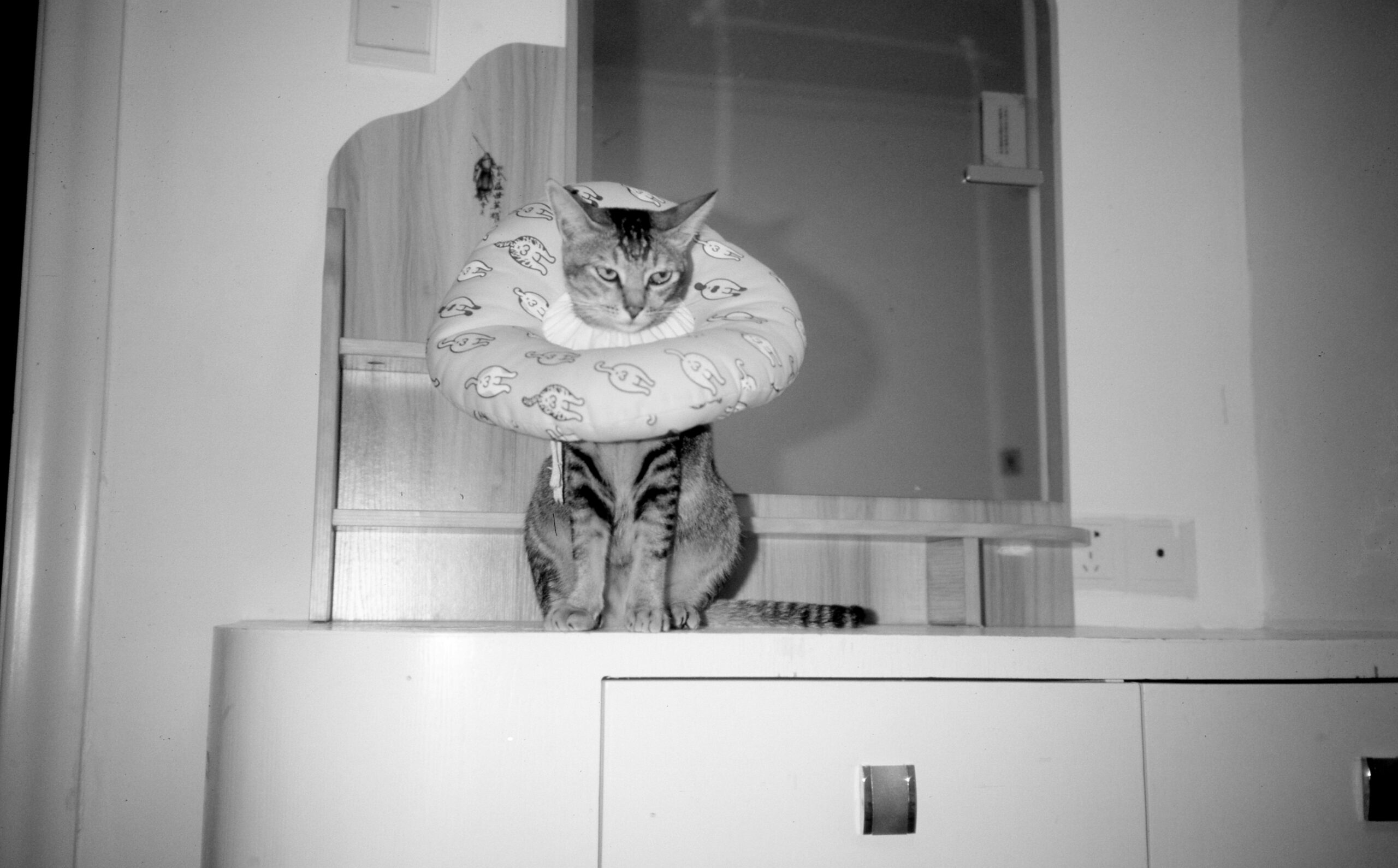 Image of veterinarian explaining pet insurance policy to client