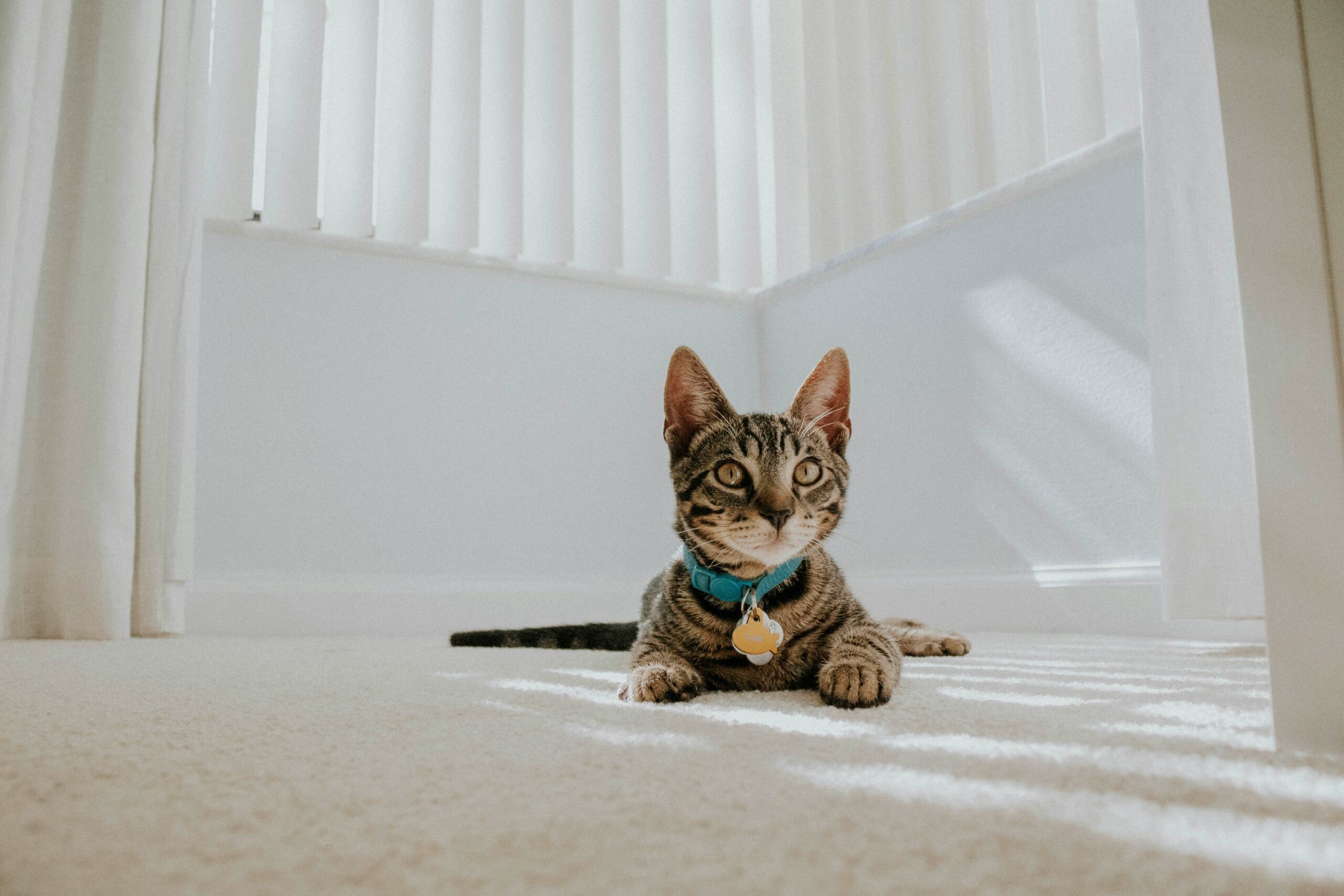 Luna the cat wearing a sleek, comfortable hearing aid