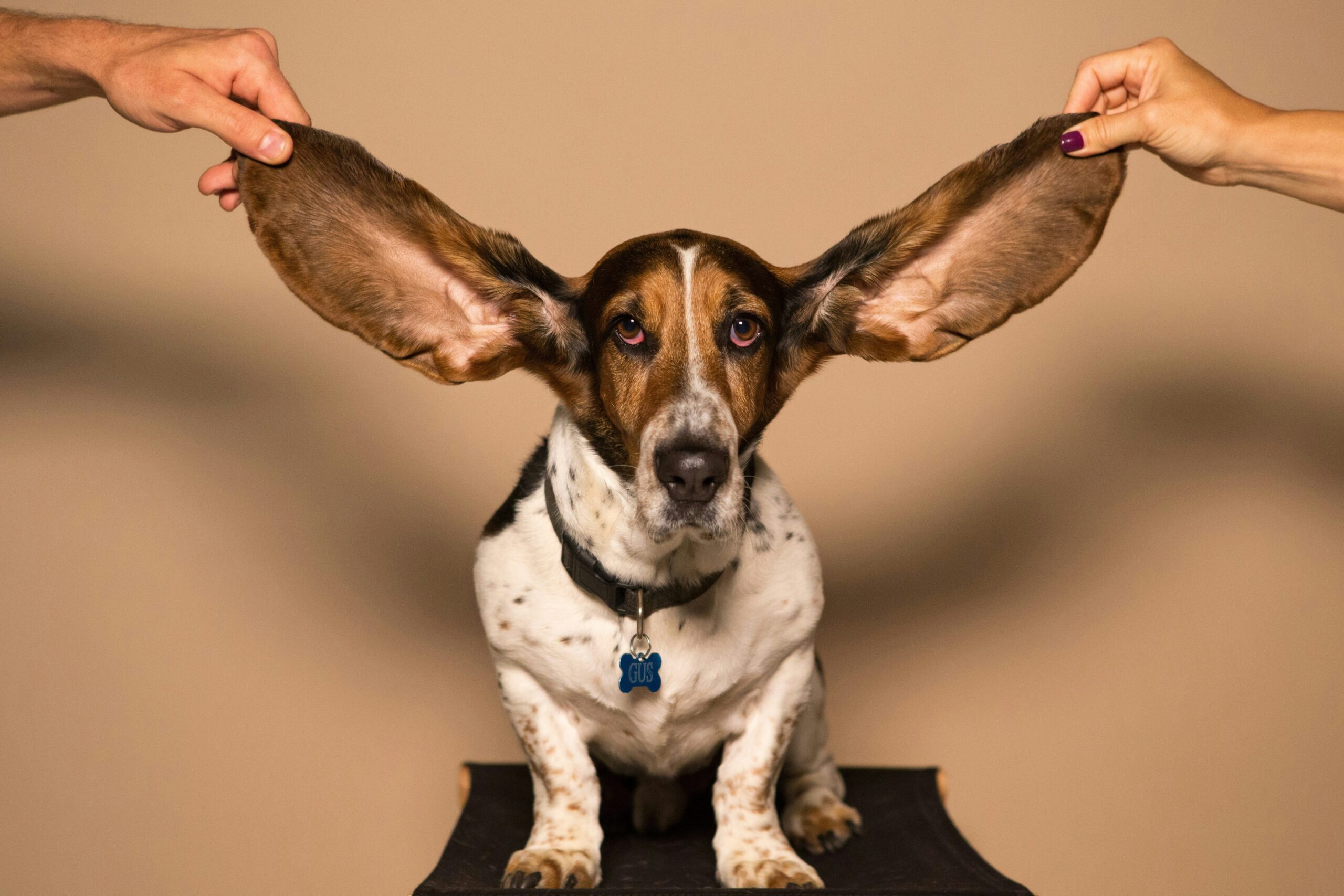 Numbered list graphic illustrating top tips for choosing pet insurance