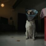 Pet Care Hearing Training Costs: Why Every Pet Owner Should Consider Insurance