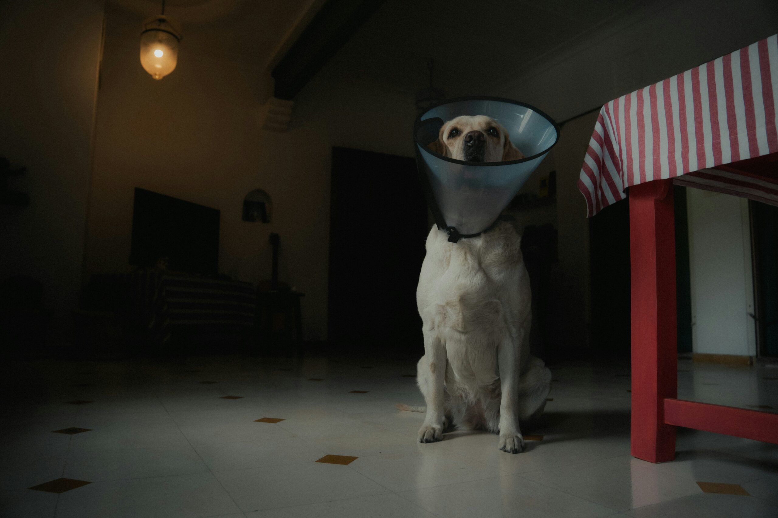 Pet Care Hearing Training Costs: Why Every Pet Owner Should Consider Insurance