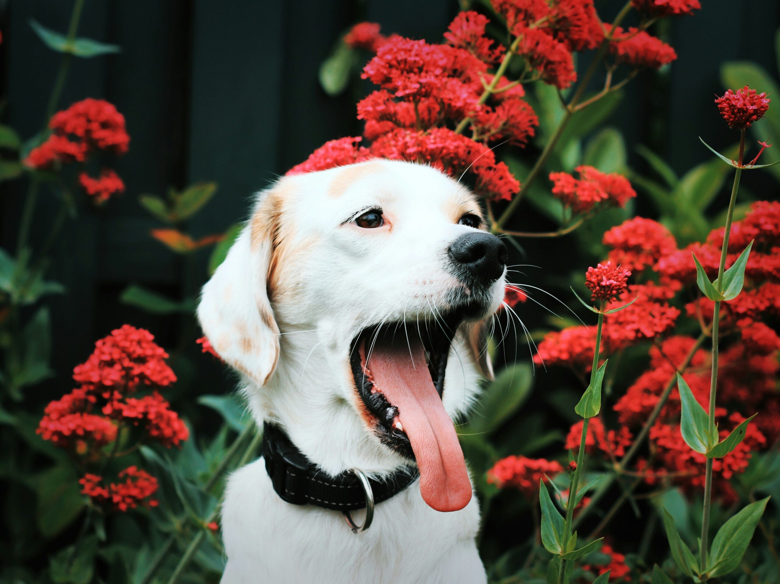 Photo of Max the golden retriever wearing custom ear gear