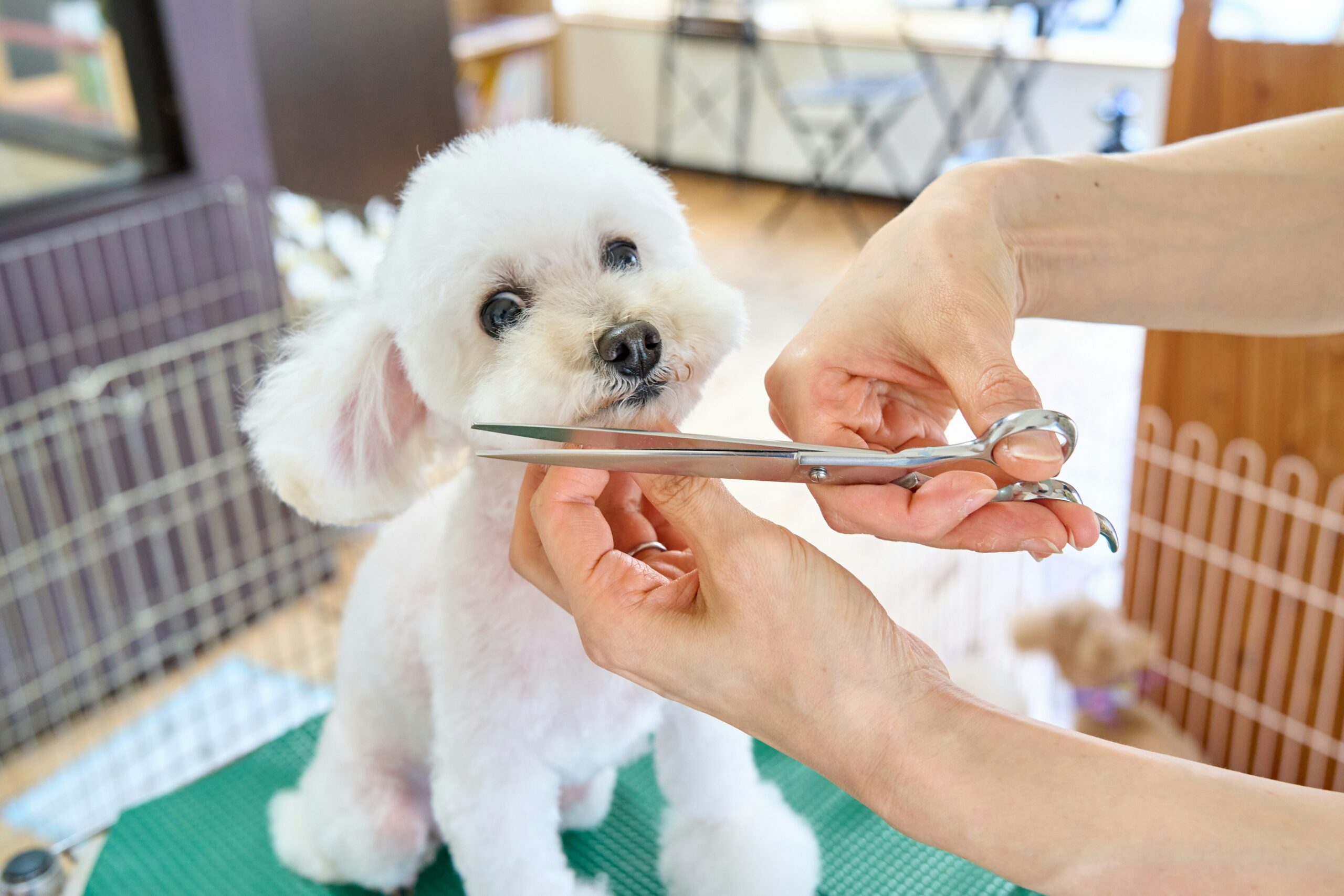 Veterinarian conducting a hearing test on a dog
