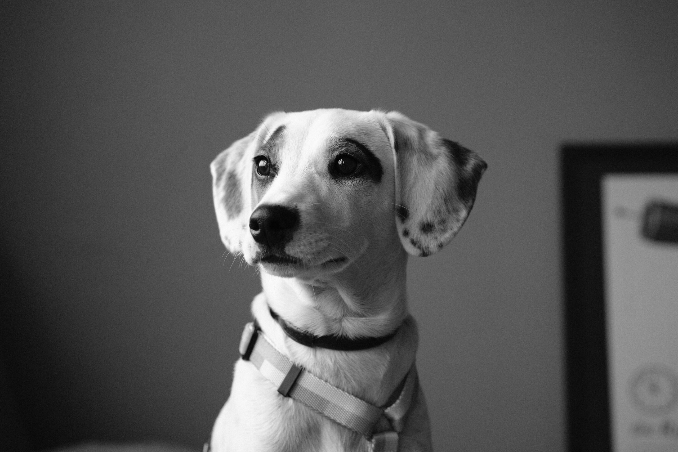 A dog undergoing an ear examination by a veterinarian