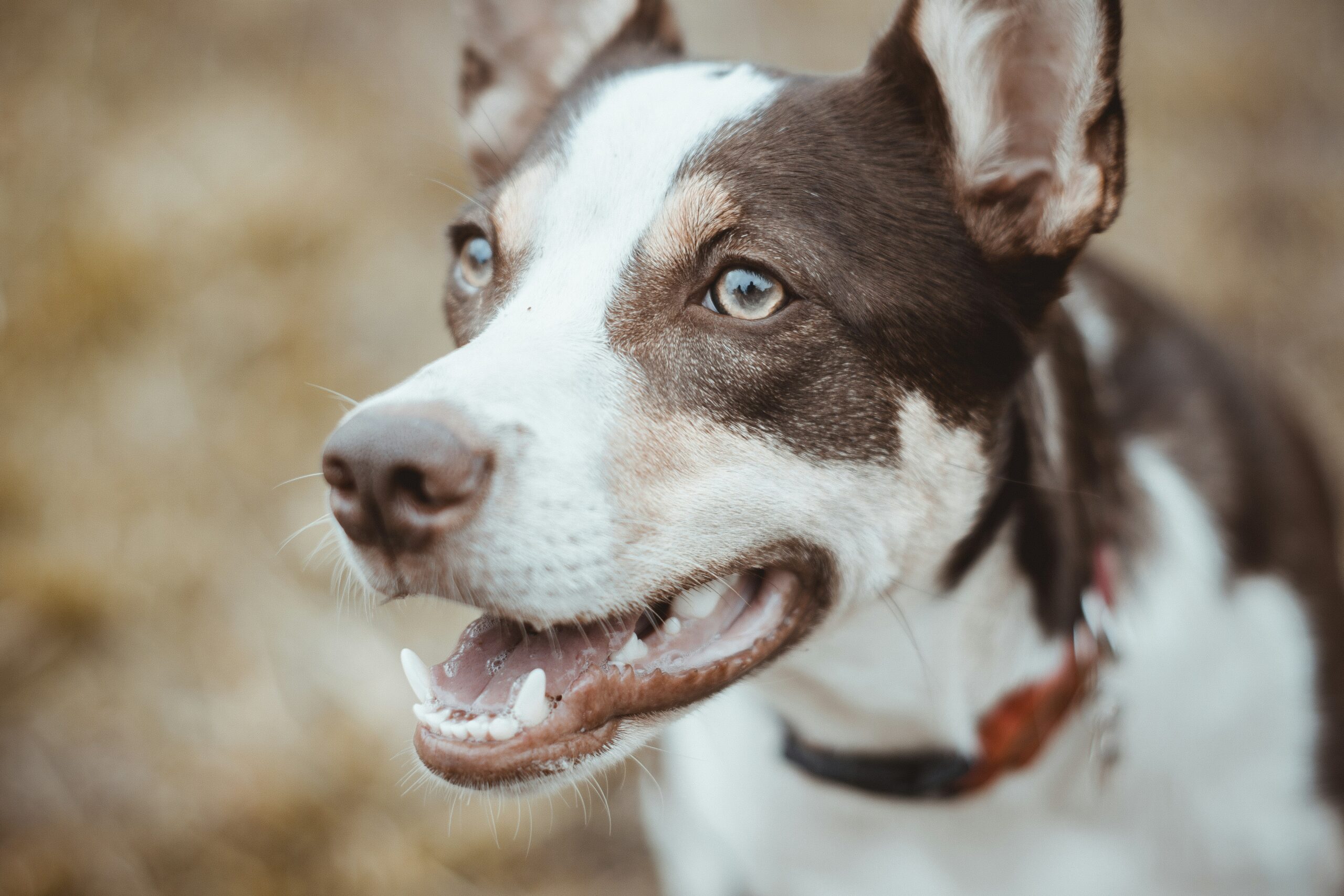 veterinarian examining dog ear