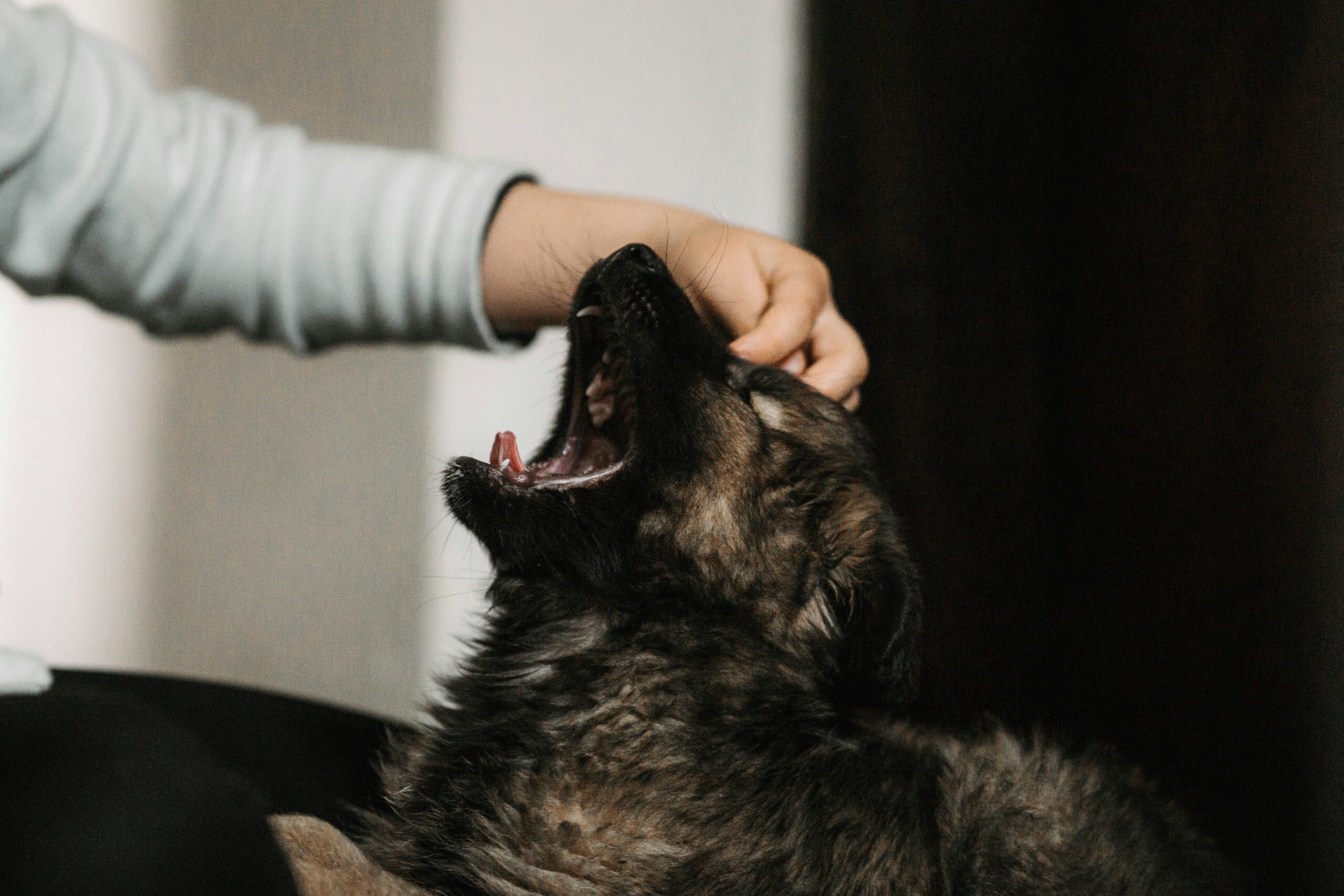 Veterinarian performing a hearing test on a dog