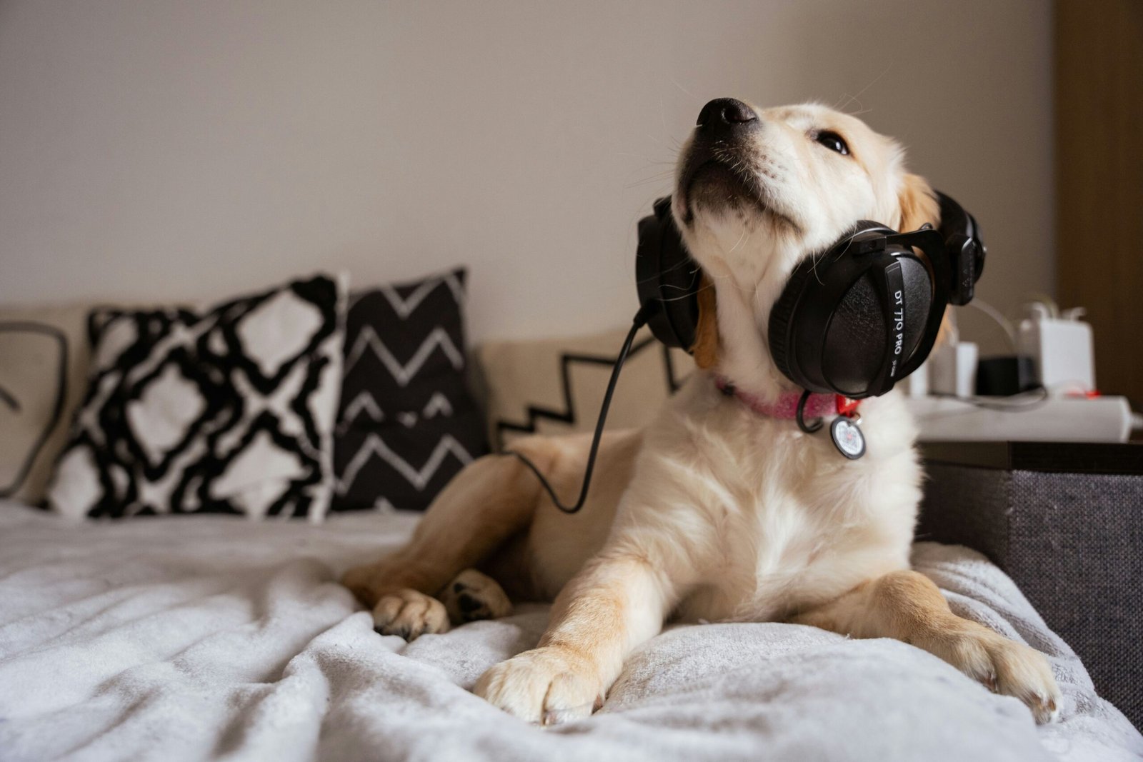 Why You Need Pet Insurance Diagnostic Hearing: Protect Your Furry Friend's Ears