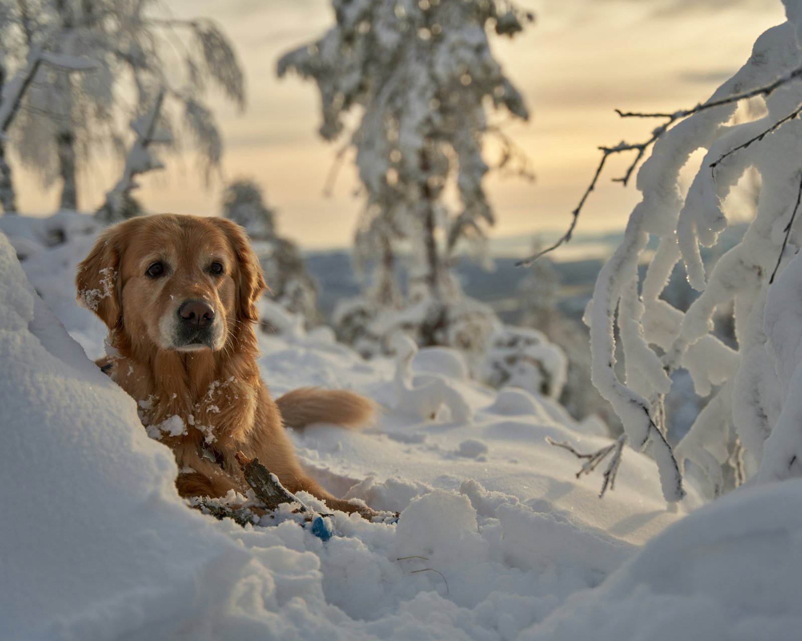 A chart showing stats: 20% of senior dogs experience hearing loss.