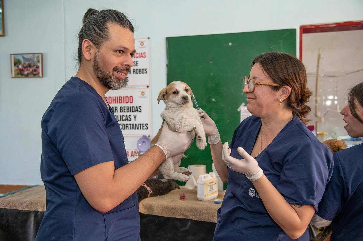 A dog wearing headphones during a veterinary examination