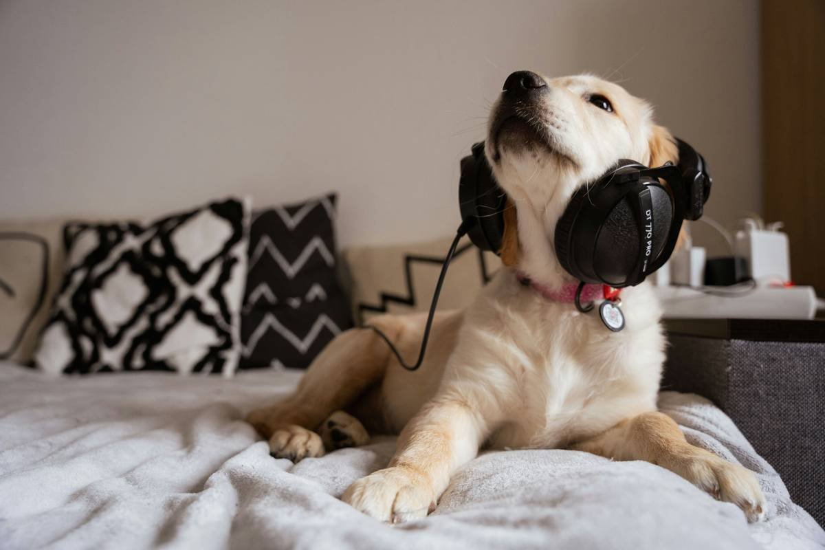 A golden retriever wearing a small hearing aid device.