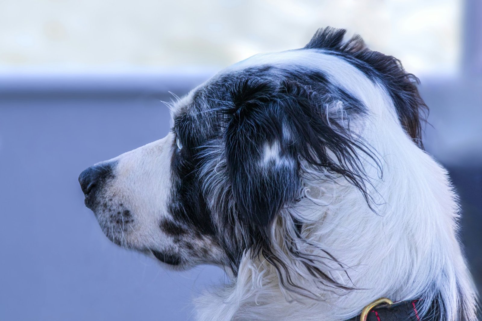 A happy golden retriever wearing a small hearing aid device.