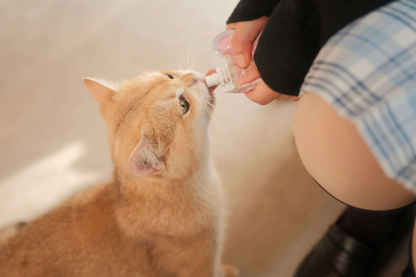 Cat Hearing Training Benefits: Why It Matters & How Pet Insurance Can Help